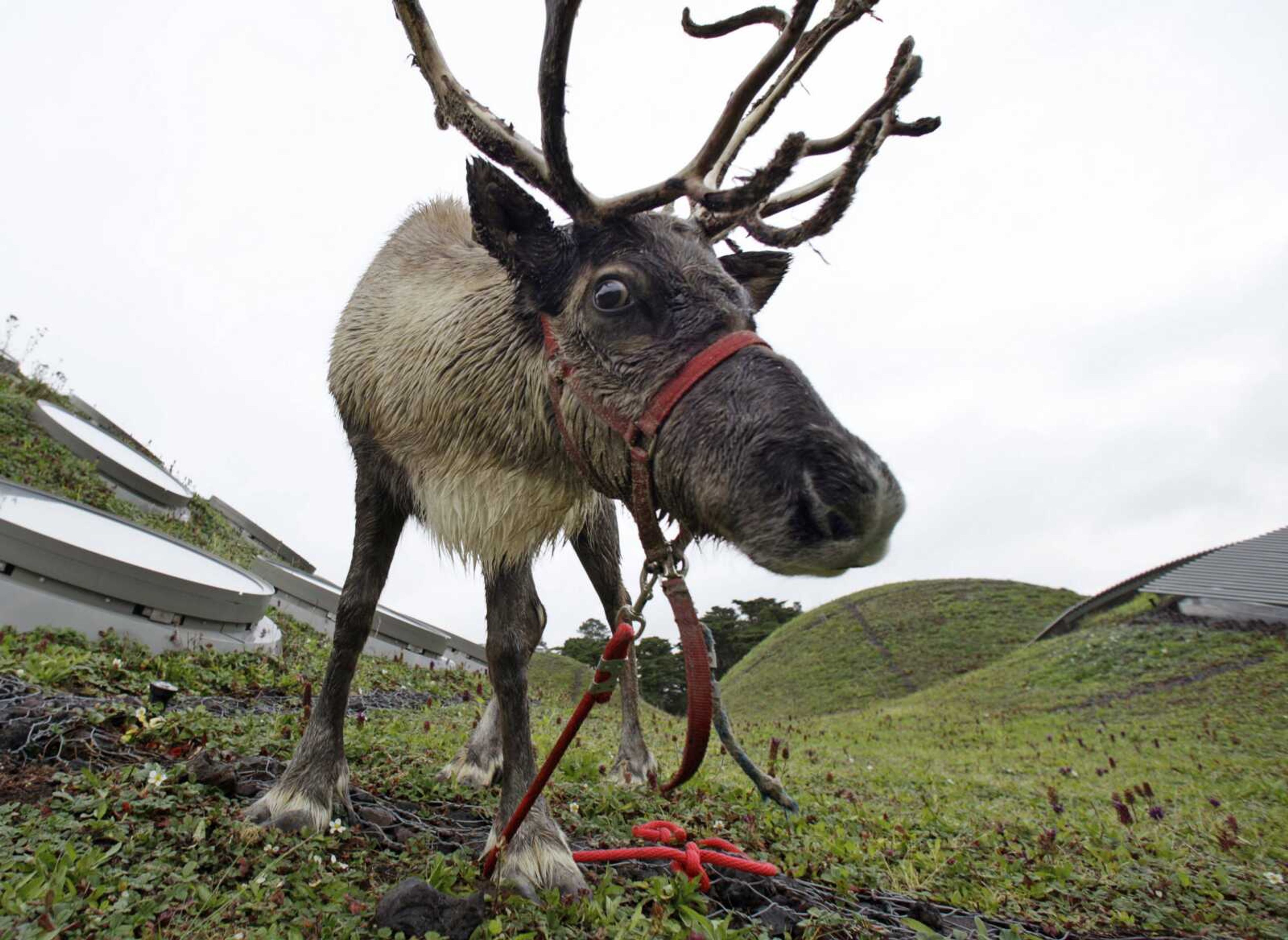 A reindeer grazes on the living roof of the California Academy of Sciences in San Francisco. In a scholarly paper published Monday, anthropology professor Nathaniel Dominy of Dartmouth College in Hanover, New Hampshire, explores how the unique properties of reindeer eyes, including reflective tissue that changes color according to the season and the ability to see ultraviolet light, might explain the advantage of Rudolph's glowing red nose. (Eric Risberg ~ Associated Press)