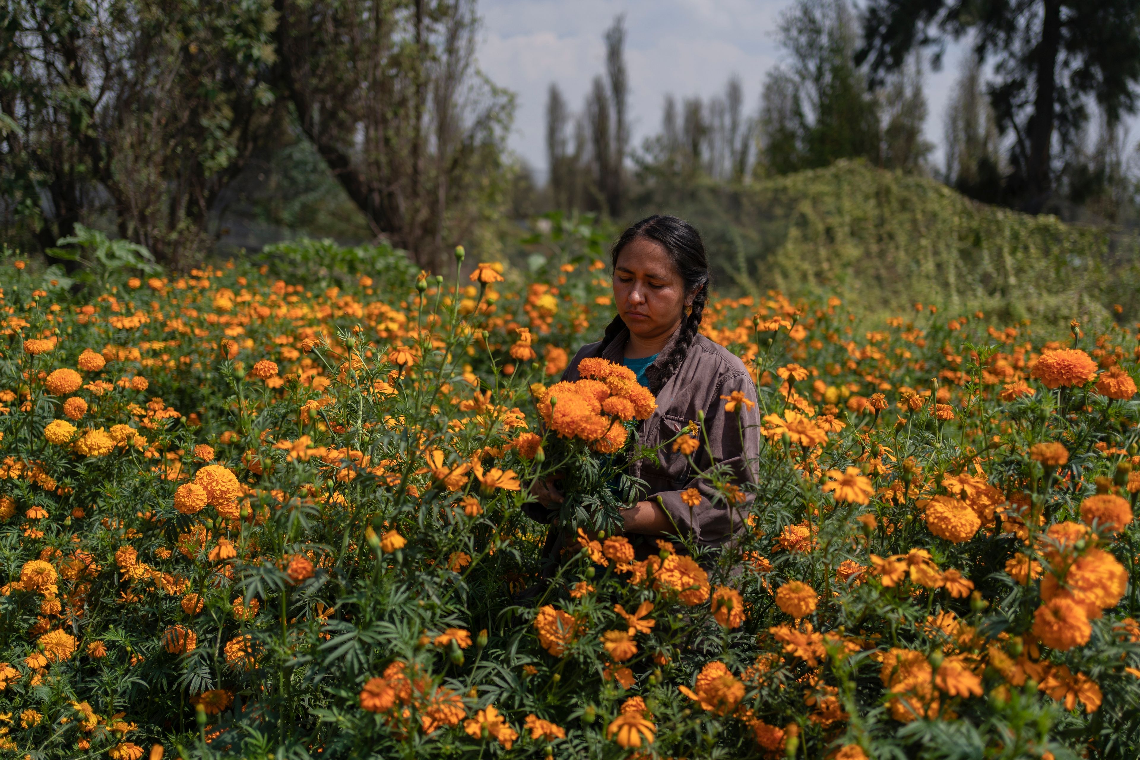 Cassandra Garduno cuts Mexican marigold flowers known as cempasuchil she grew in her floating garden in the Xochimilco borough of Mexico City, Tuesday, Oct. 29, 2024. (AP Photo/Felix Marquez)