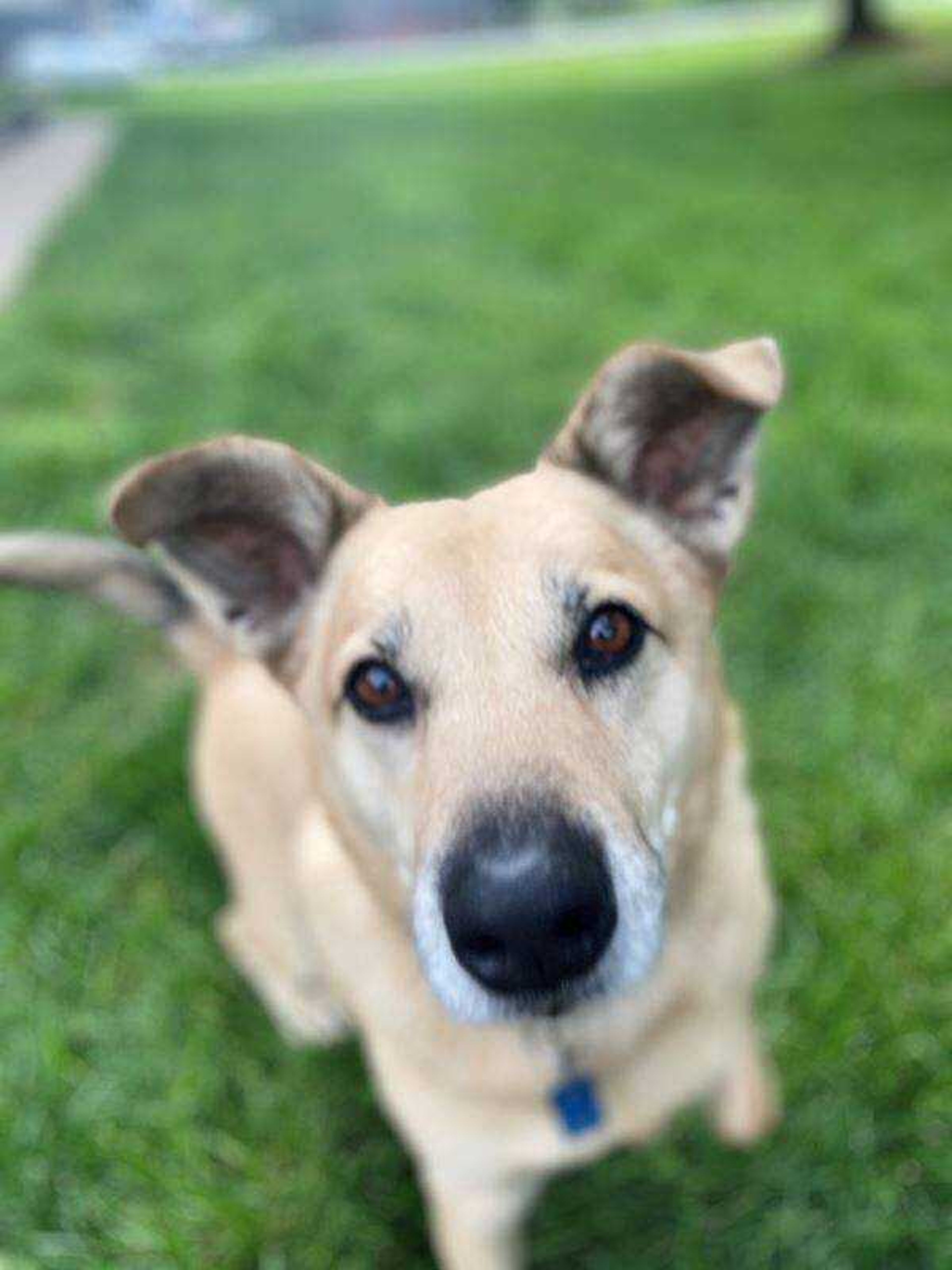 Doug - Hi, my name is Doug, and I'm the best guard dog around- Squirrel! Anyways, my humans adore me and give me all the pets. I'm 9 in human years, and still think I'm a pup. I keep the floors clean of any specks of food, and give the best hugs.