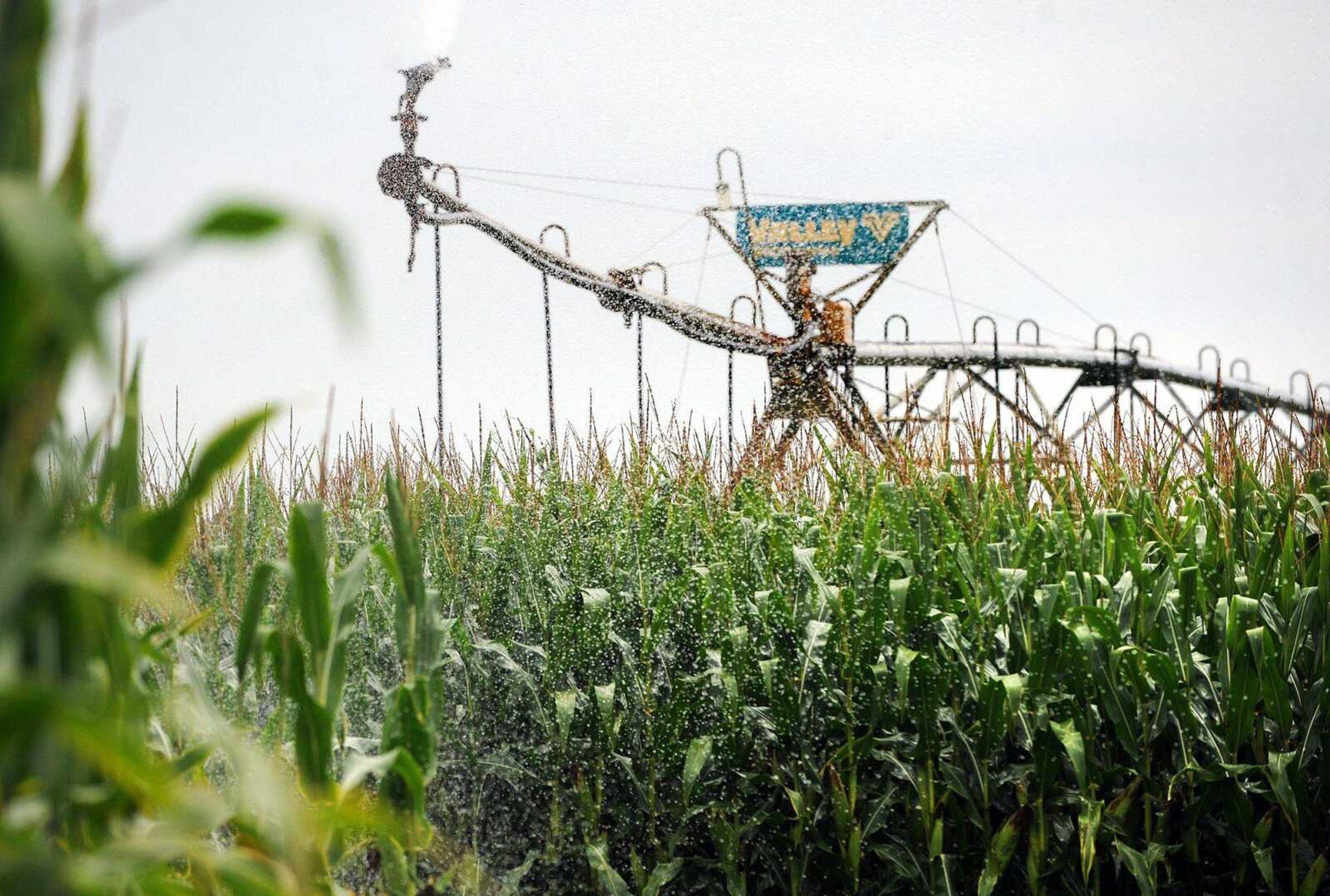 Farmers brace for high corn yields, lower prices