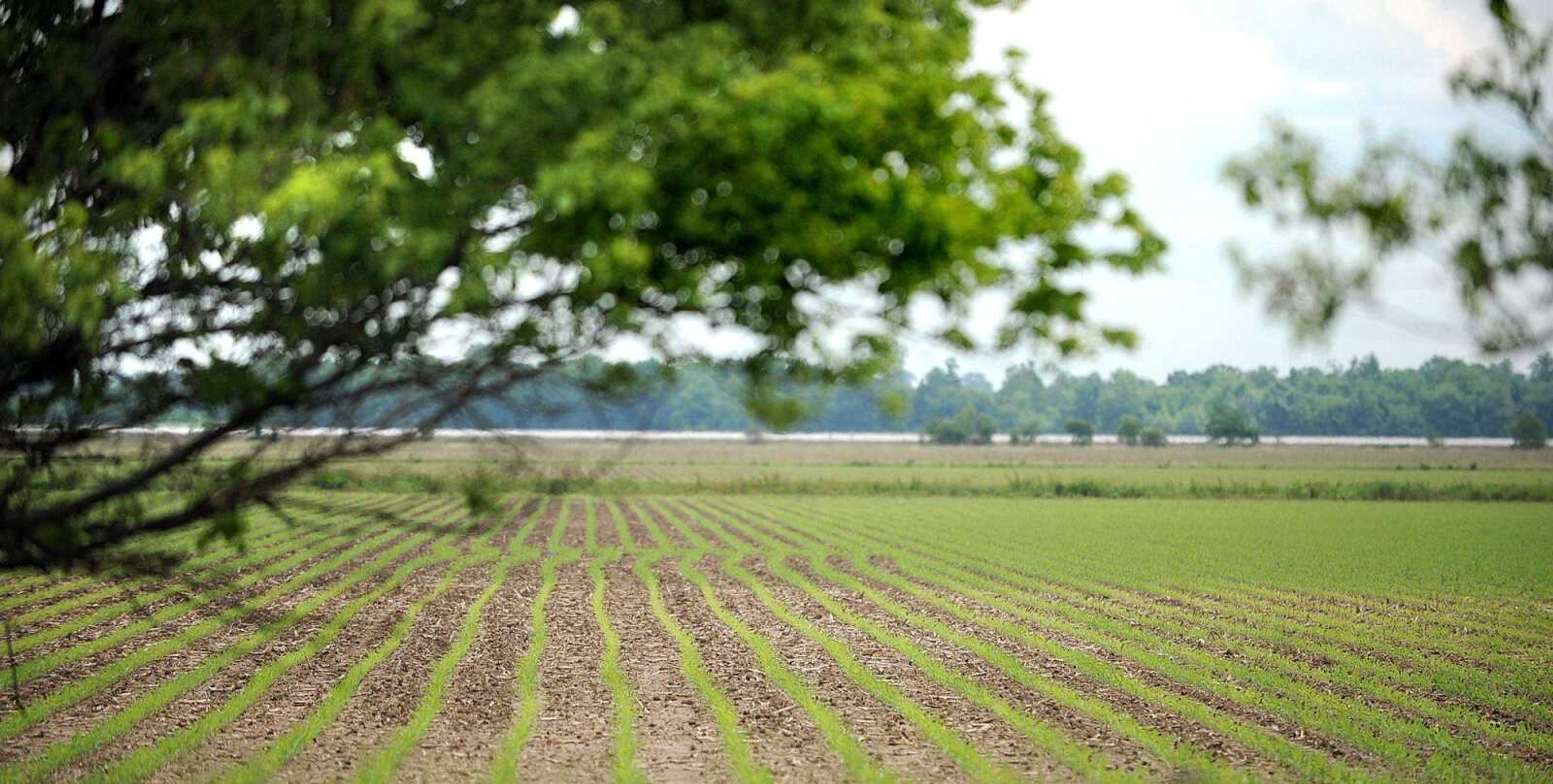 Mississippi River floodwater encroaches on a field of corn in Dutchtown, Mo., Monday, June 3, 2013. (Laura Simon)