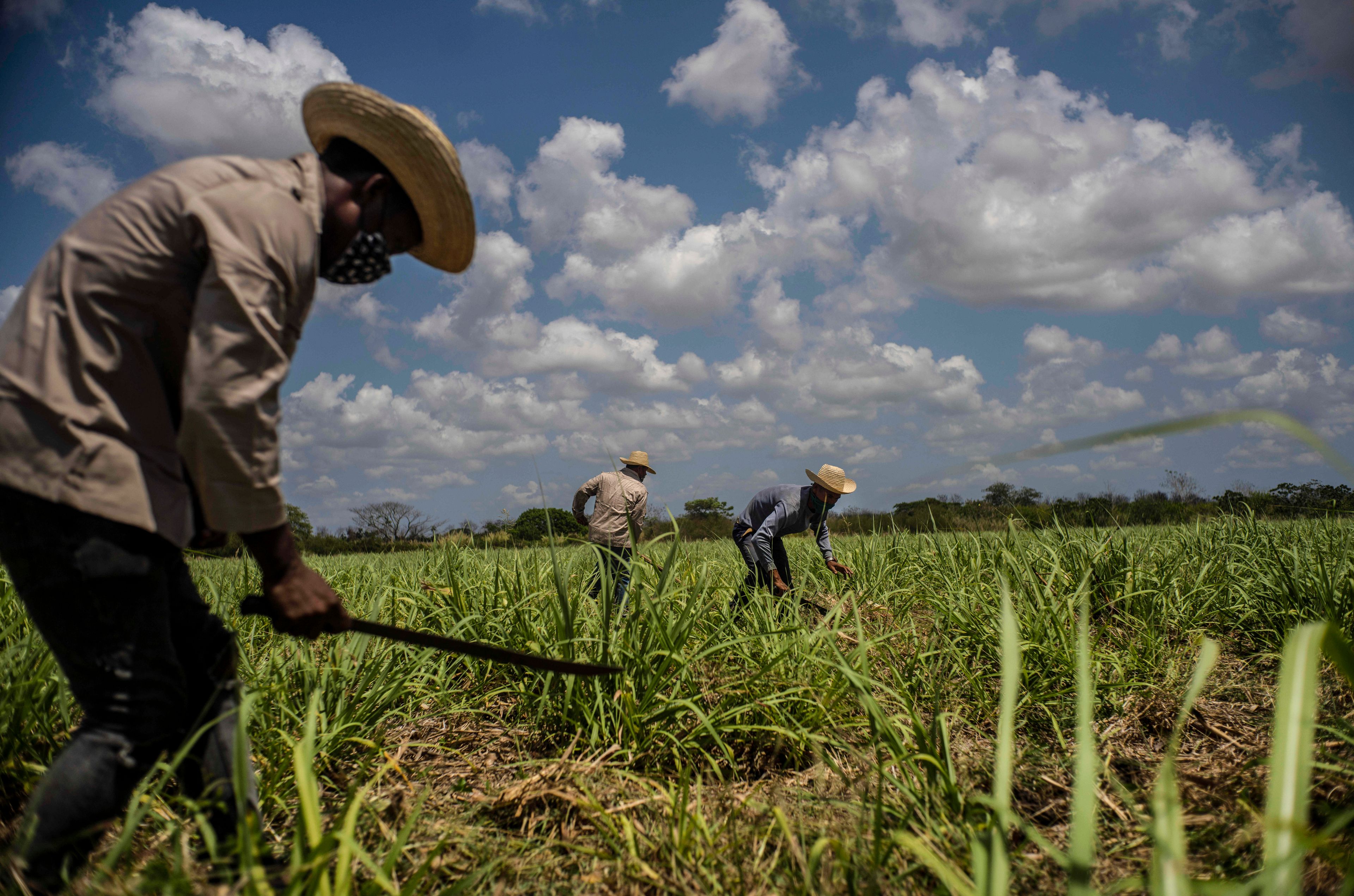 FILE - Farmers use machetes to weed a sugar cane field in Madruga, Cuba, on April 29, 2021. (AP Photo/Ramon Espinosa, File)