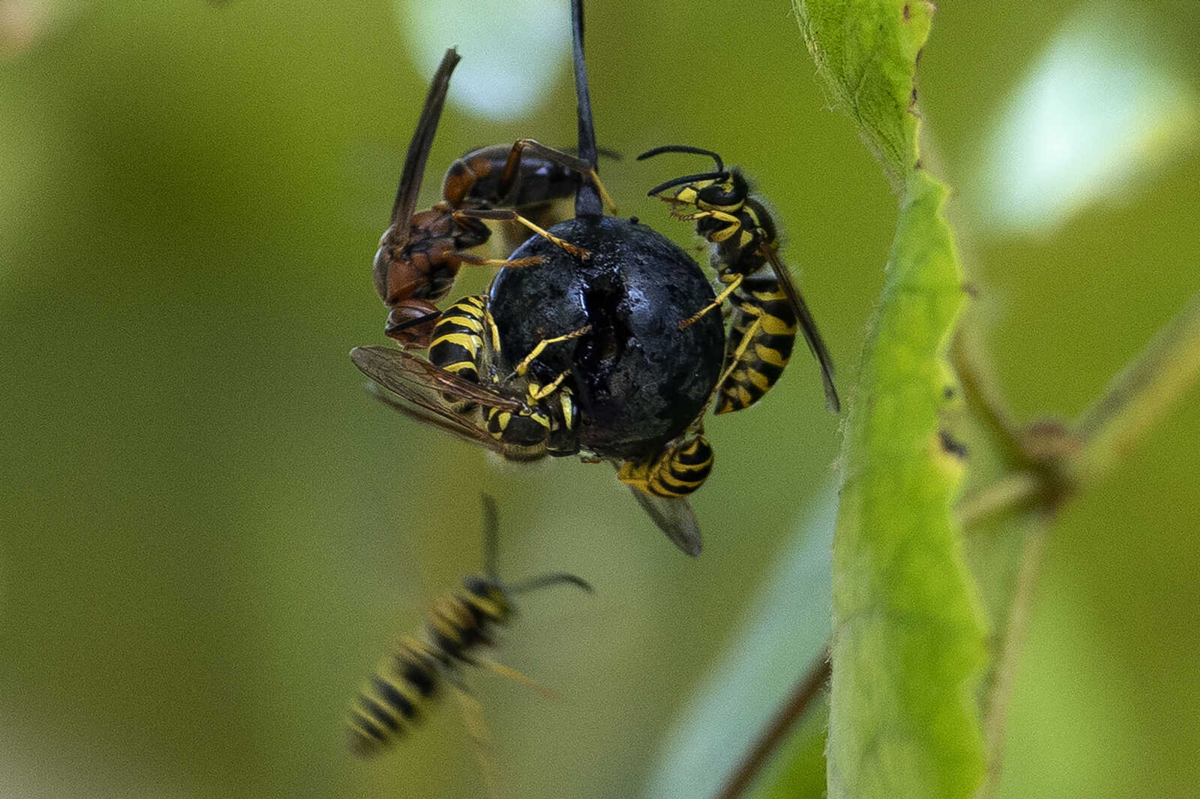 Yellowjackets are seen on a Norton grape during picking Tuesday, Oct. 1, 2019, in a vineyard of River Ridge Winery in Commerce, Missouri.&nbsp;Winery co-owner Rob Bullock&nbsp;said when picking grapes they have to tolerate things like sunburns and bug bites. He said you have to want the wine more than the yellowjackets want the grapes.