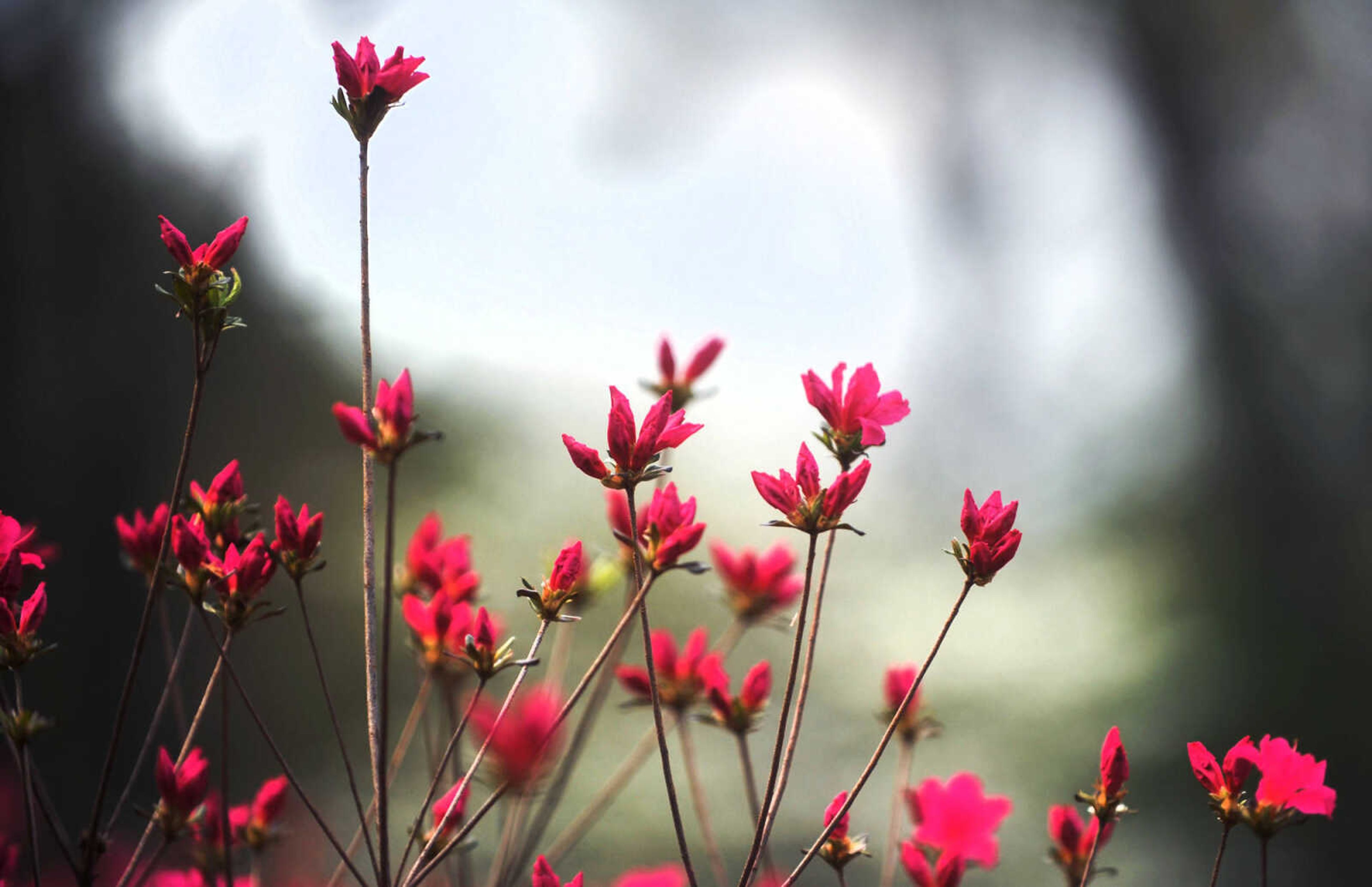 LAURA SIMON ~ lsimon@semissourian.com

Pinecrest Azalea Gardens, Thursday, April 16, 2015, in Oak Ridge, Missouri.