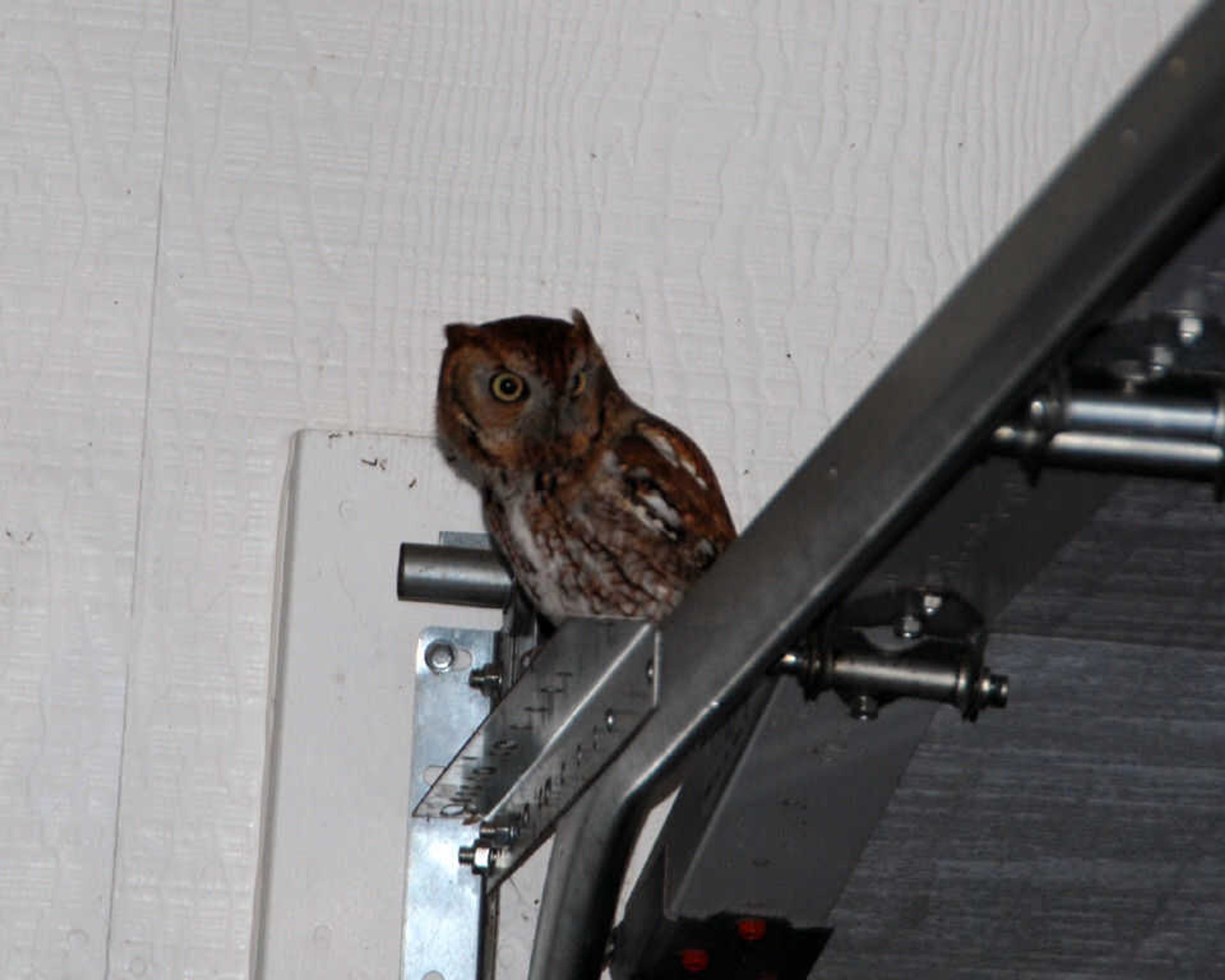 Screech Owl