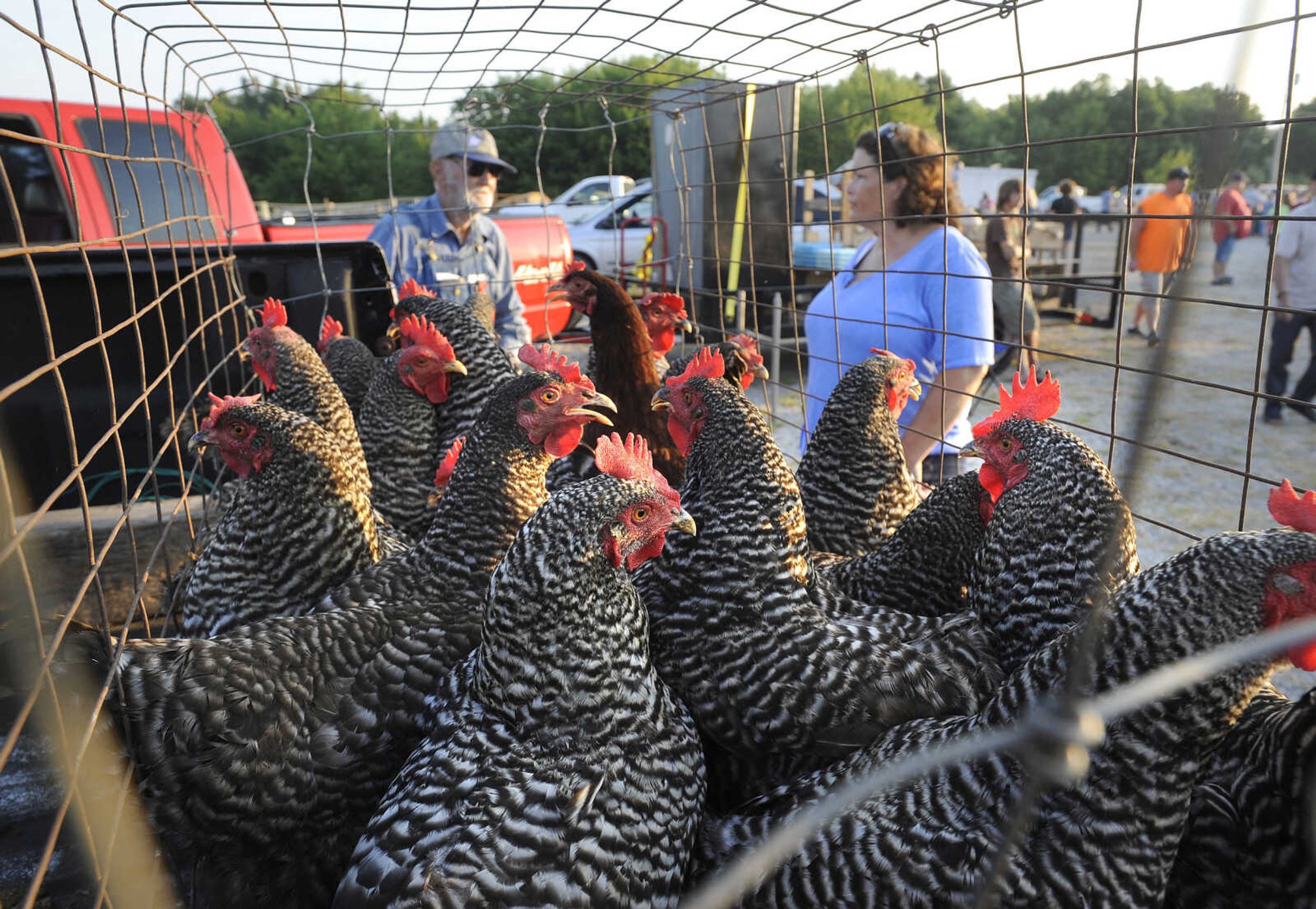 FRED LYNCH ~ flynch@semissourian.com
Barred rock chickens are offered for sale by Glen Edwards of Ava, Illinois on Saturday, July 14, 2018 at the Fruitland Swap Meet in Fruitland.