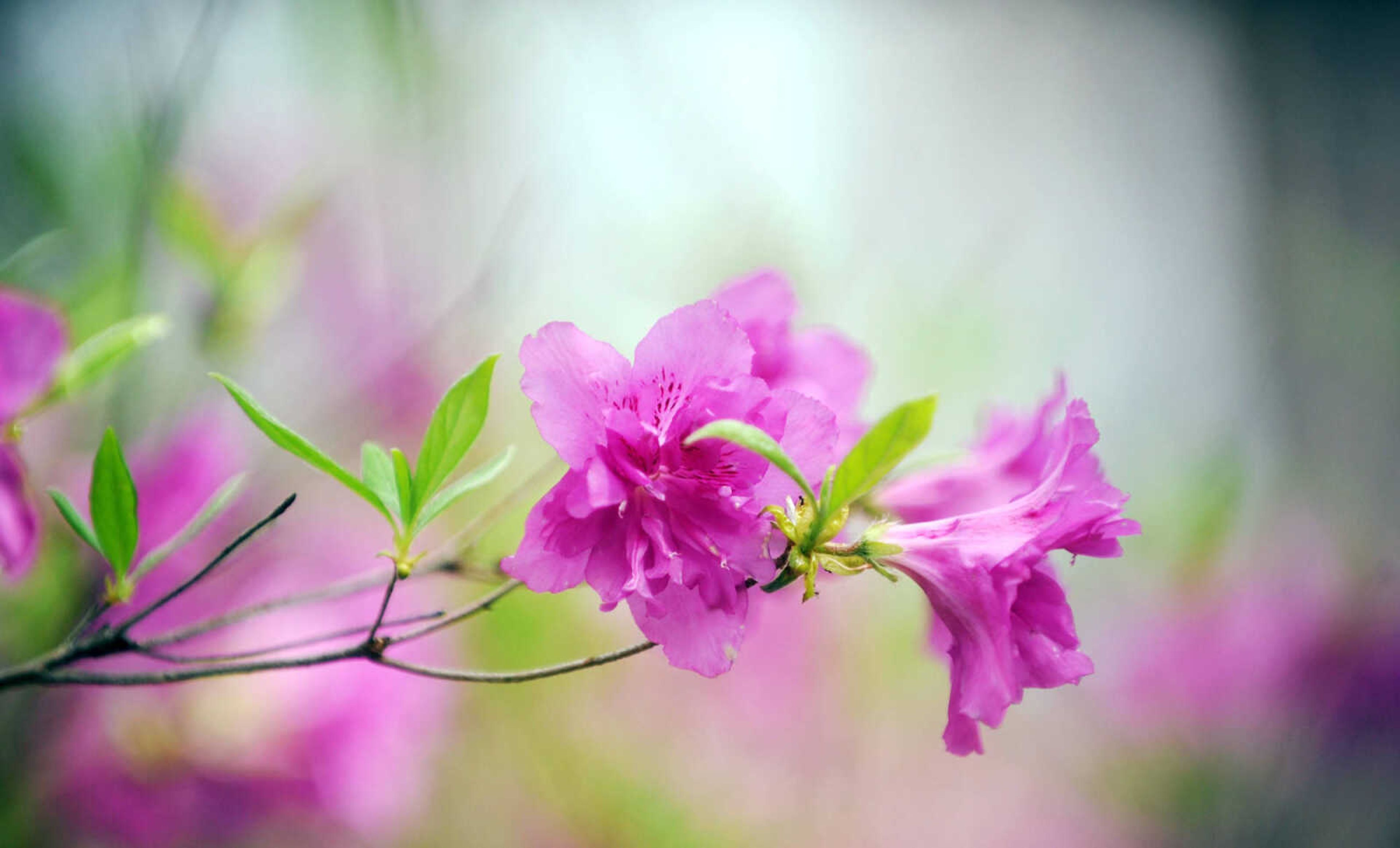 LAURA SIMON ~ lsimon@semissourian.com

Pinecrest Azalea Gardens, Thursday, April 16, 2015, in Oak Ridge, Missouri.