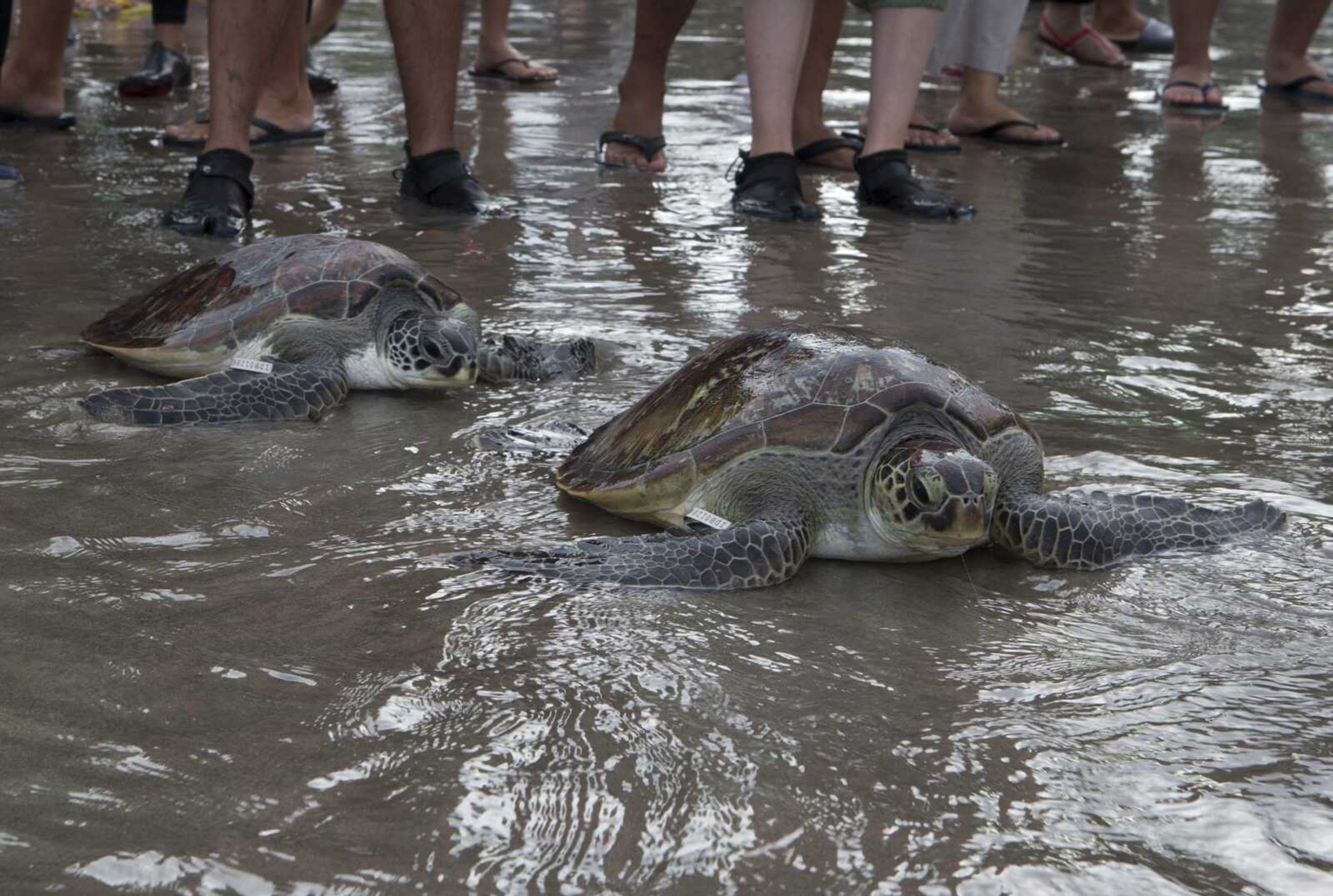 Green sea turtles (Chelonia mydas) make their way into the ocean upon their release Jan. 8 at Kuta beach, Bali, Indonesia. With the help of volunteers, Indonesian navy released 32 green turtles, which they seized from illegal poachers during a raid in the waters off the resort island in December. The plight of turtles is expected to get plenty of attention at a wildlife trade conference this month in Panama.