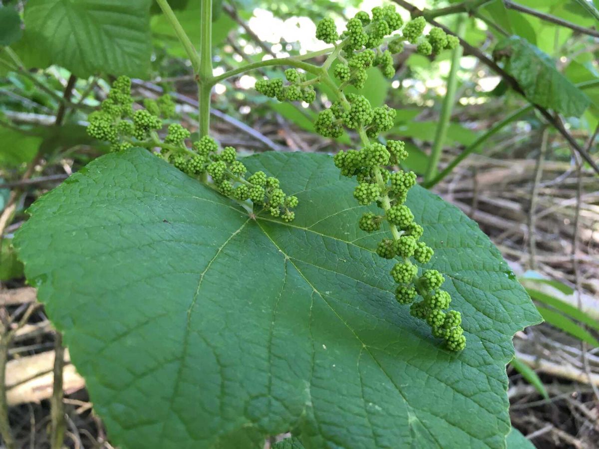 A wild grape called frost grape