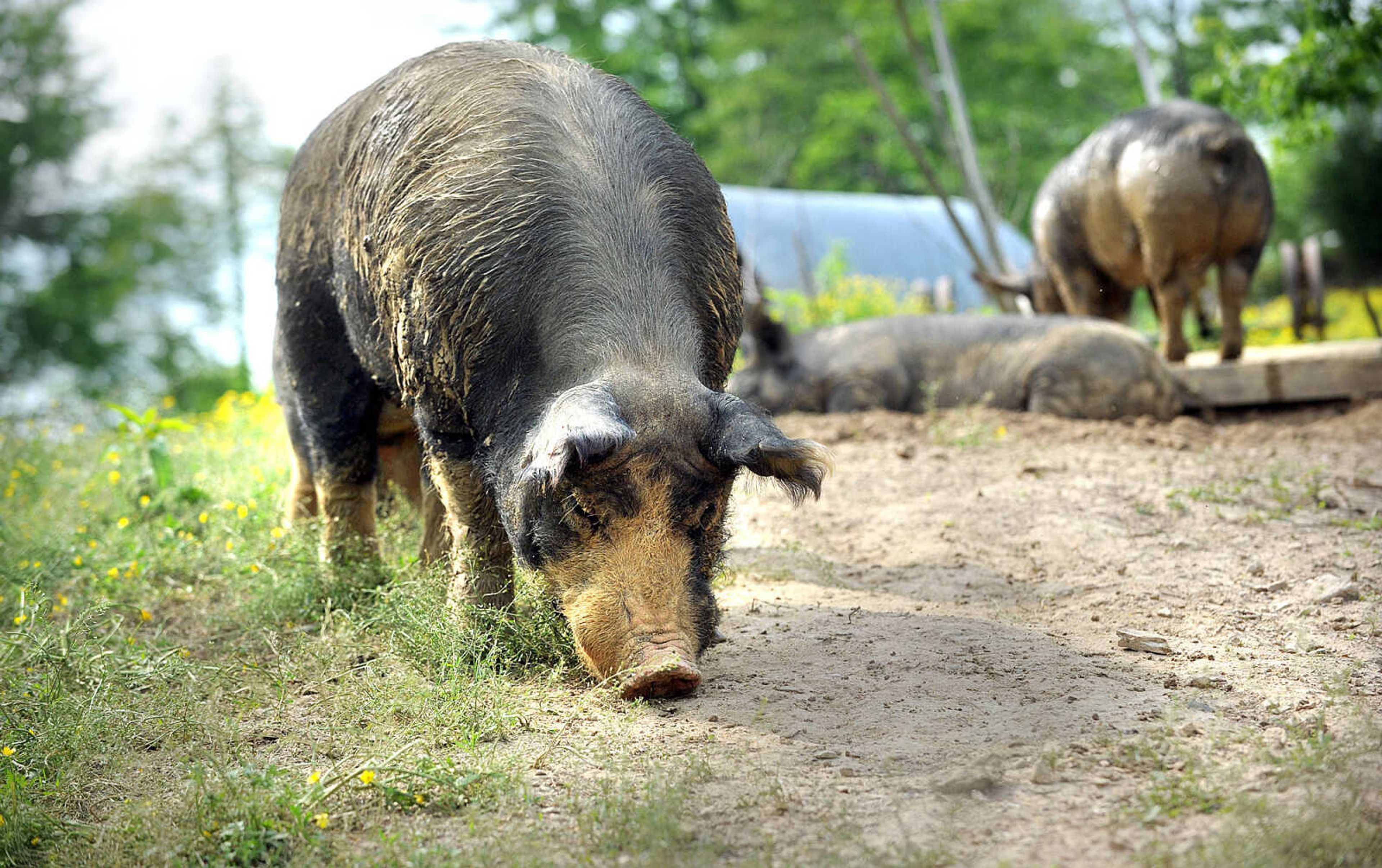 LAURA SIMON ~ lsimon@semissourian.com

Berkshire sows walk through the field, Monday afternoon, May 19, 2014, at Brian Strickland and Luke Aufdenberg's Oak Ridge pig farm.