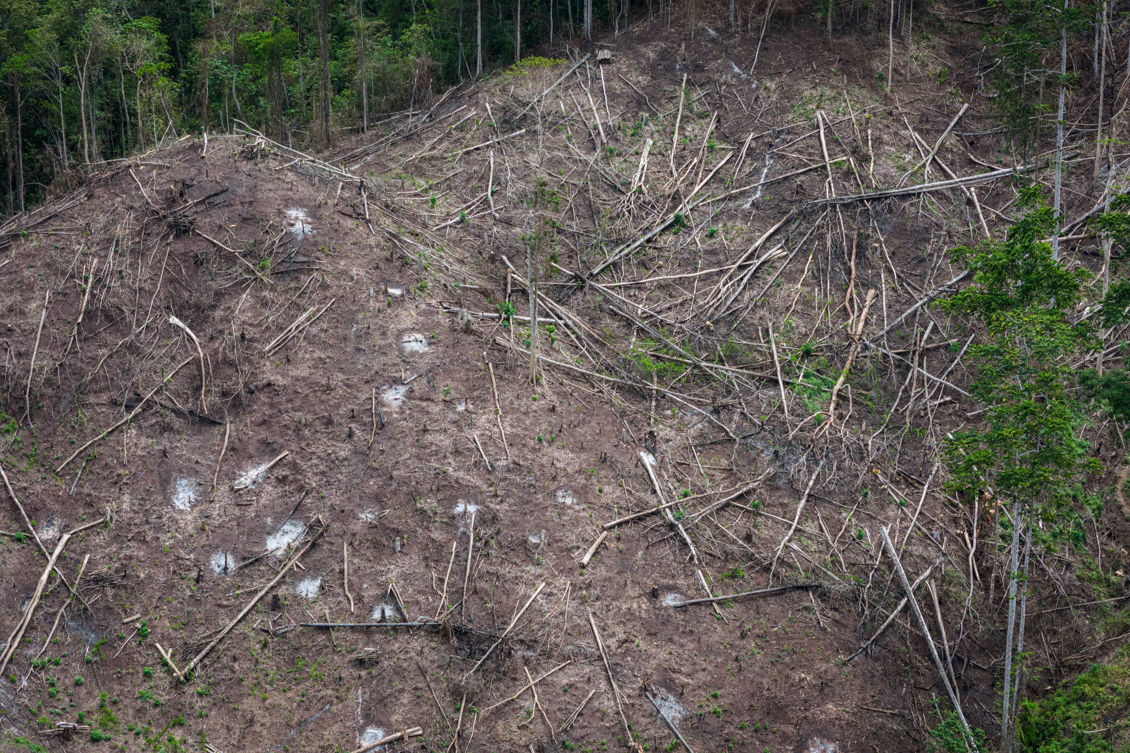 Deforestation is visible near several wood pellet production companies in Pohuwato, Gorontalo province, Indonesia, Tuesday, Oct. 22, 2024. (AP Photo/Yegar Sahaduta Mangiri)