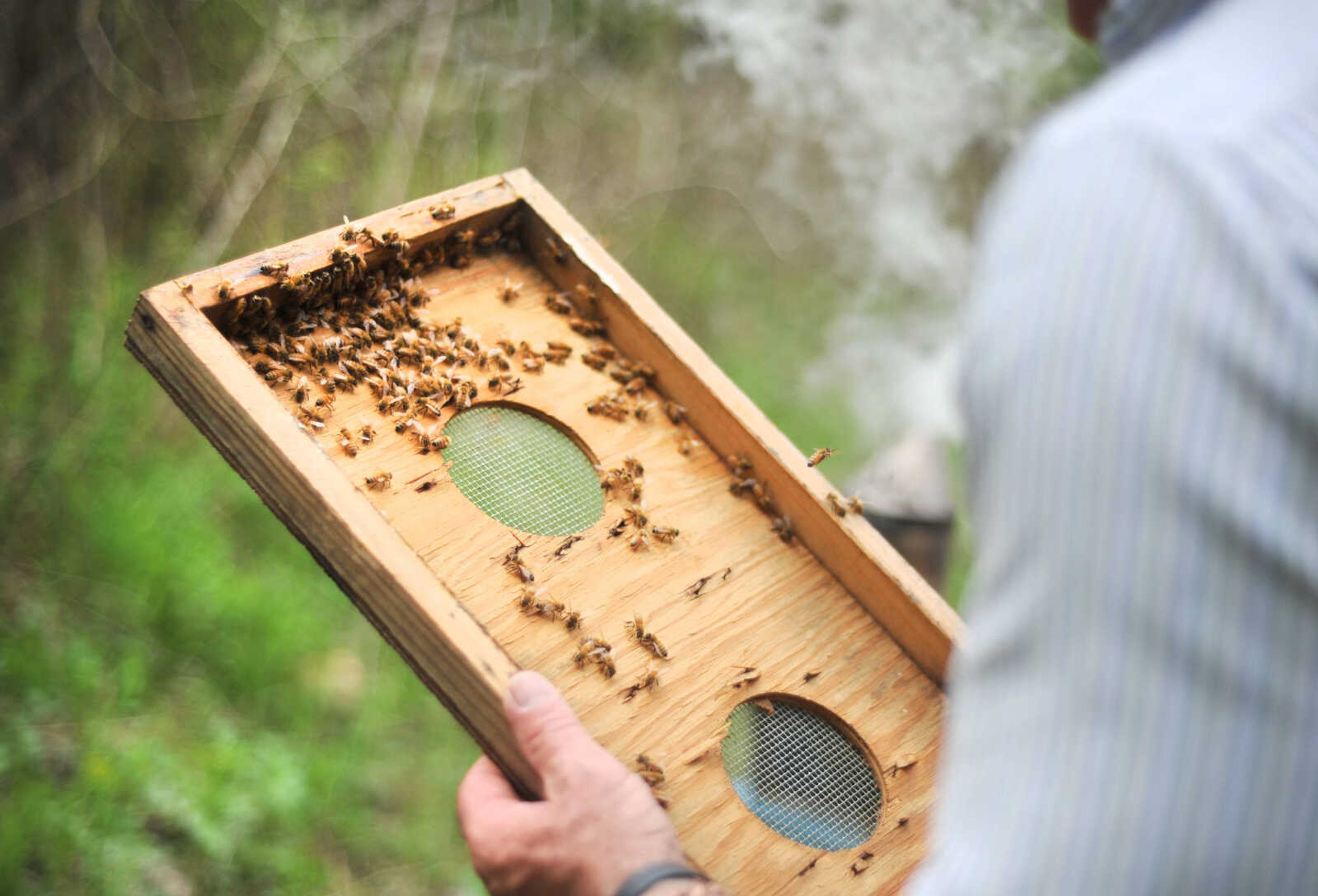 LAURA SIMON ~ lsimon@semissourian.com

Grant Gilliard checks on his beehives in Cape Girardeau County.