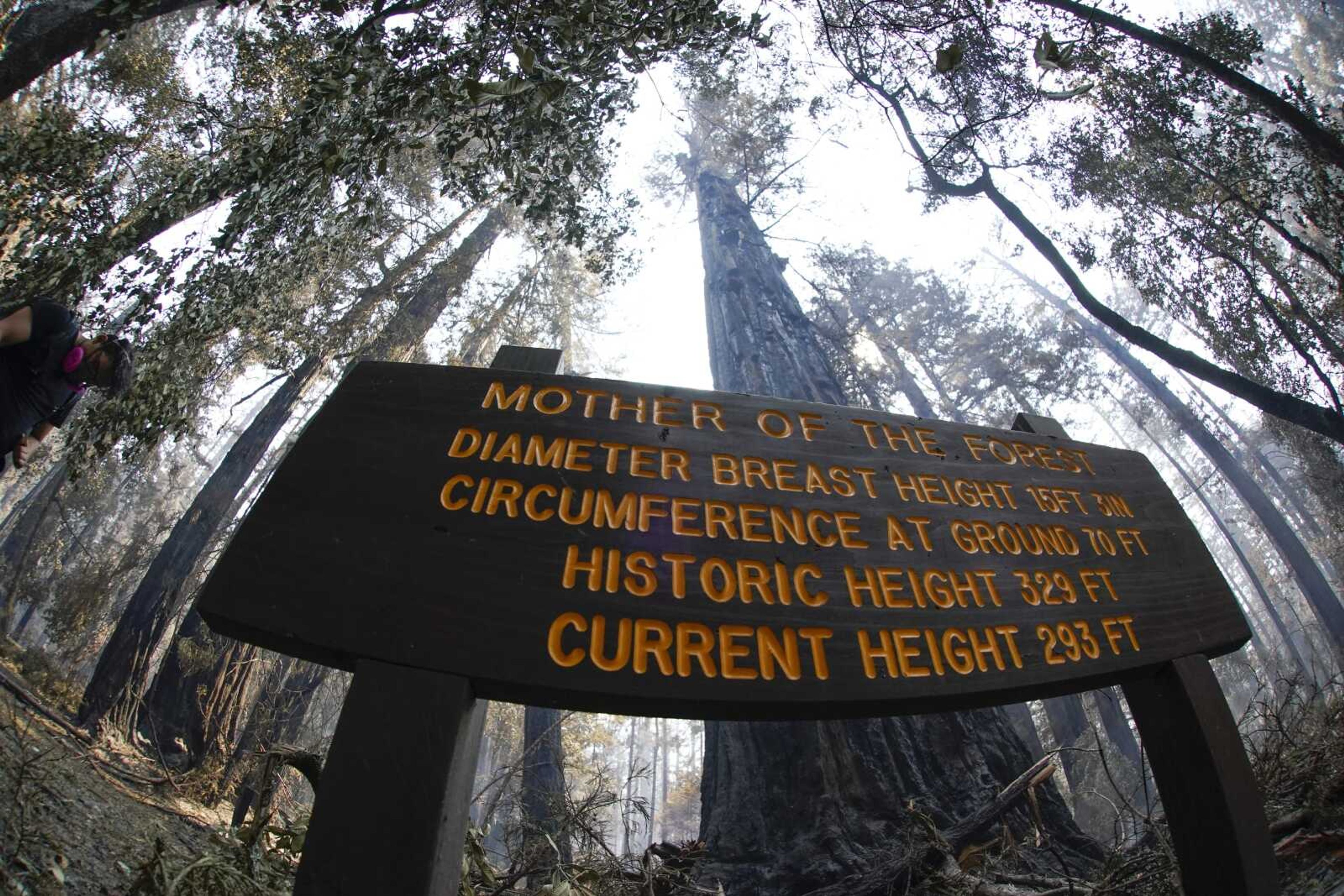 An old-growth redwood tree named Mother of the Forest stands Monday in Big Basin Redwoods State Park, California.