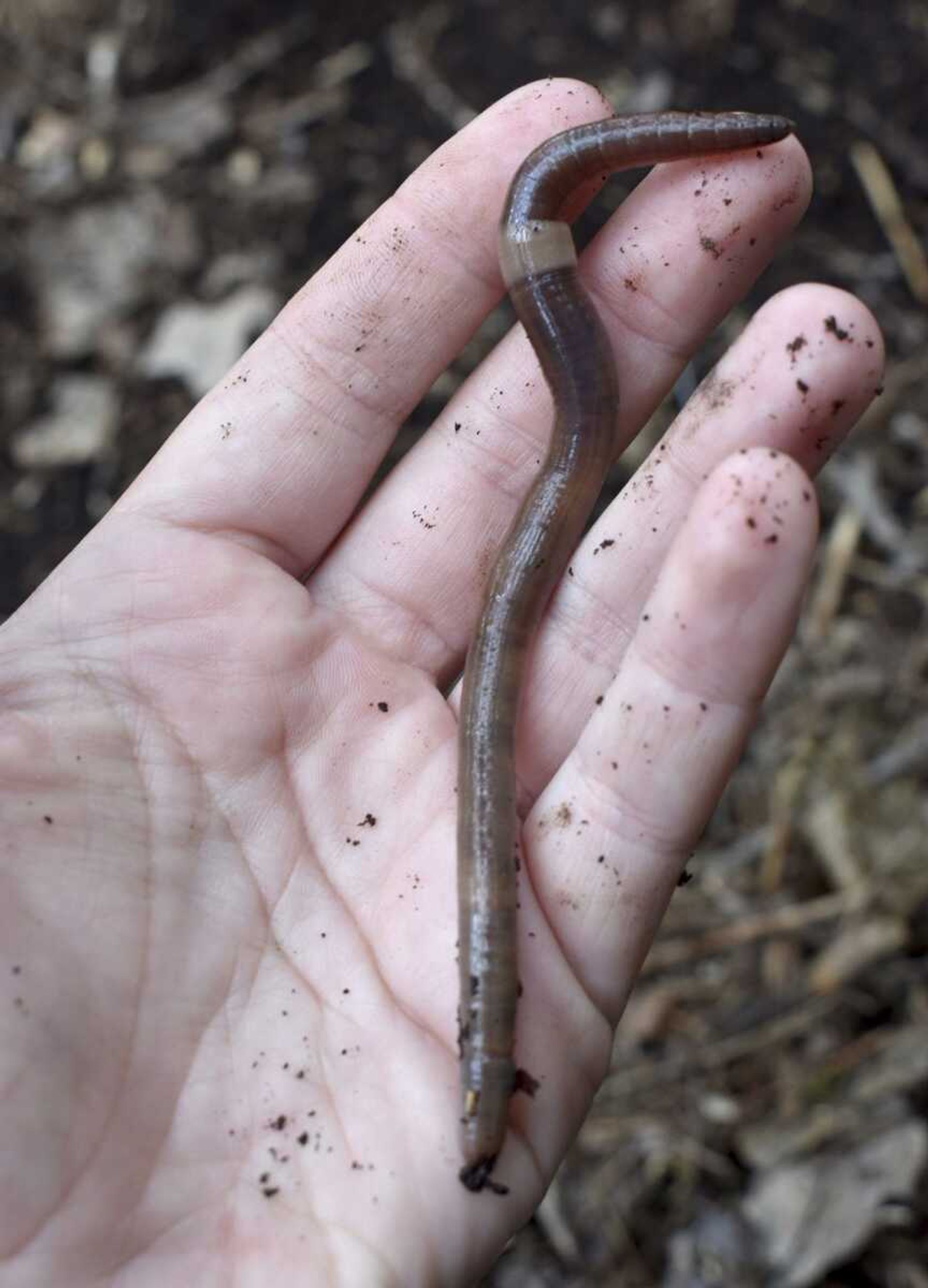 A captured Asian jumping worm in Portland, Connecticut.