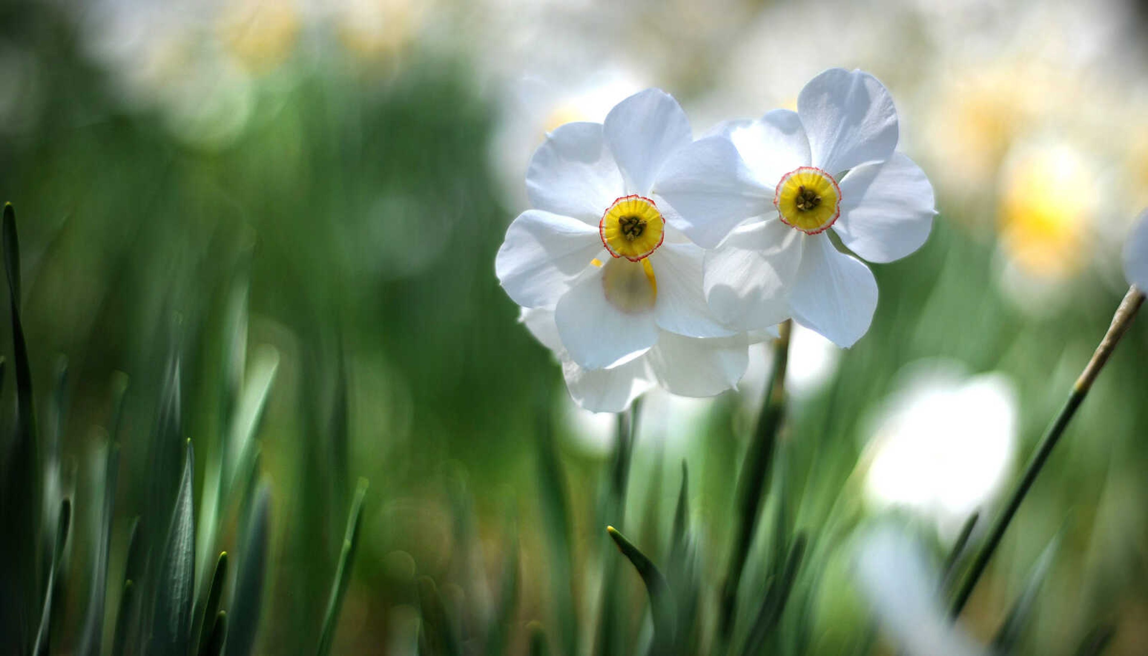 LAURA SIMON ~ lsimon@semissourian.com

Dogwoods, daffodils, jonquils and azaleas begin to bloom at Pinecrest Azalea Gardens, Wednesday, April 23, 2014, in Oak Ridge, Mo.