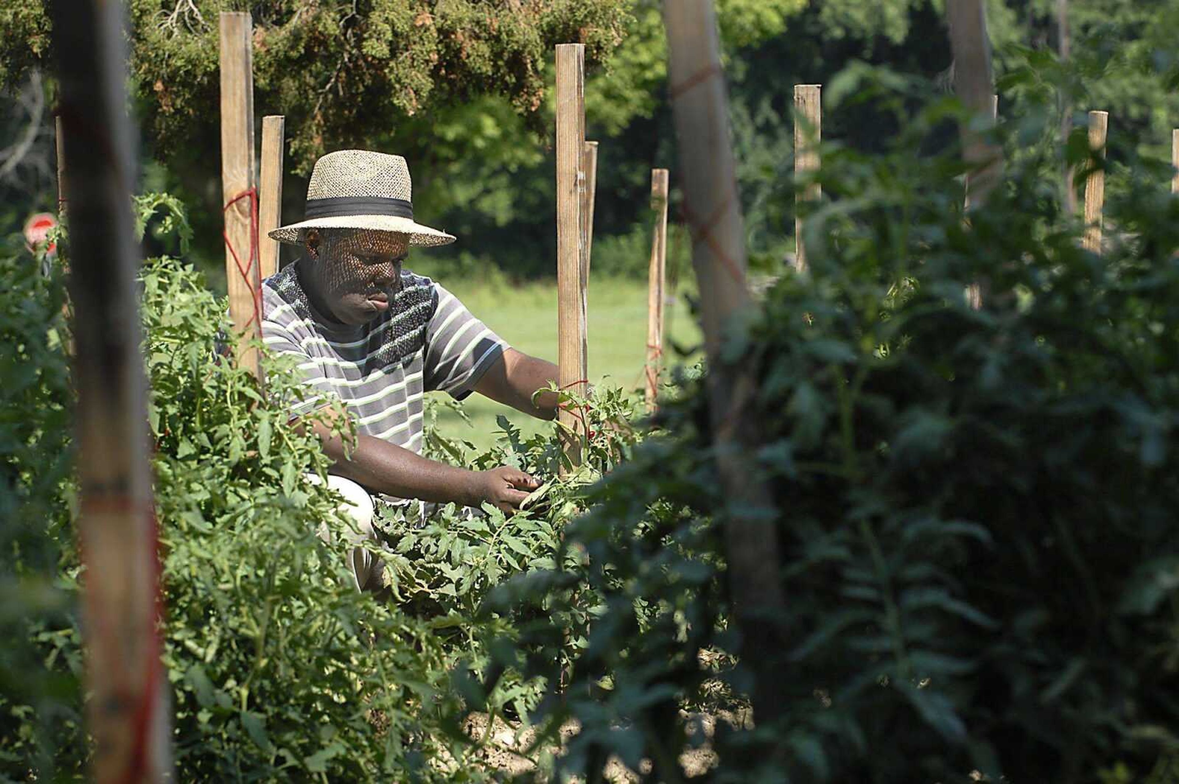 Master Gardener Robert Harris ties up tomato plants Tuesday afternoon, July 7, 2009, in the Red Star Community Garden in Cape Girardeau. Harris oversees two community gardens and coordinates volunteer work in the spaces. (Kit Doyle)