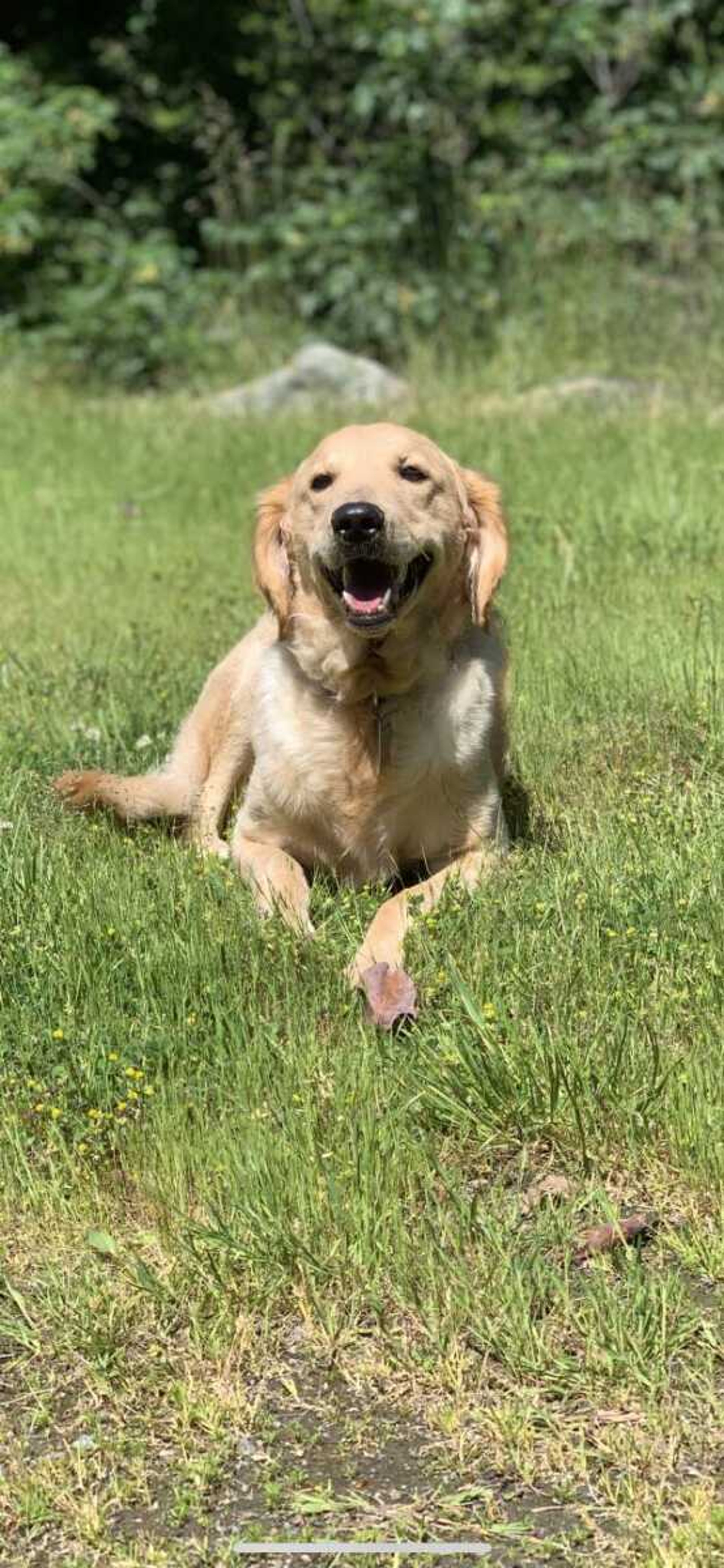 Remmy - Hi! My name is Remmy. I am probably one of the laziest dogs you'll ever meet! But I always make sure to let my humans know how much I love them by bringing them my favorite toy every morning when they wake up and every night when they come home!