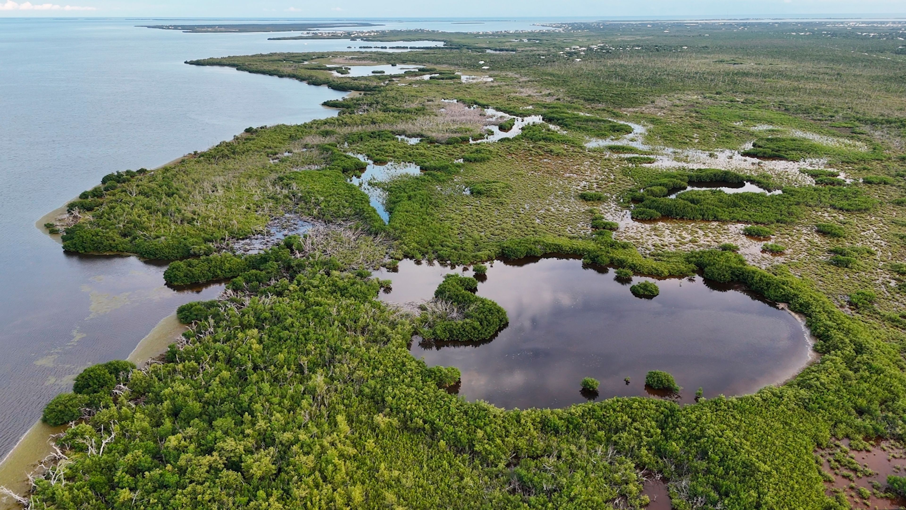 This photo shows the habitat of the Key Deer, the smallest subspecies of the white-tailed deer that have thrived in the piney and marshy wetlands of the Florida Keys, Wednesday, Oct. 16, 2024, in Big Pine Key, Fla. (AP Photo/Daniel Kozin)