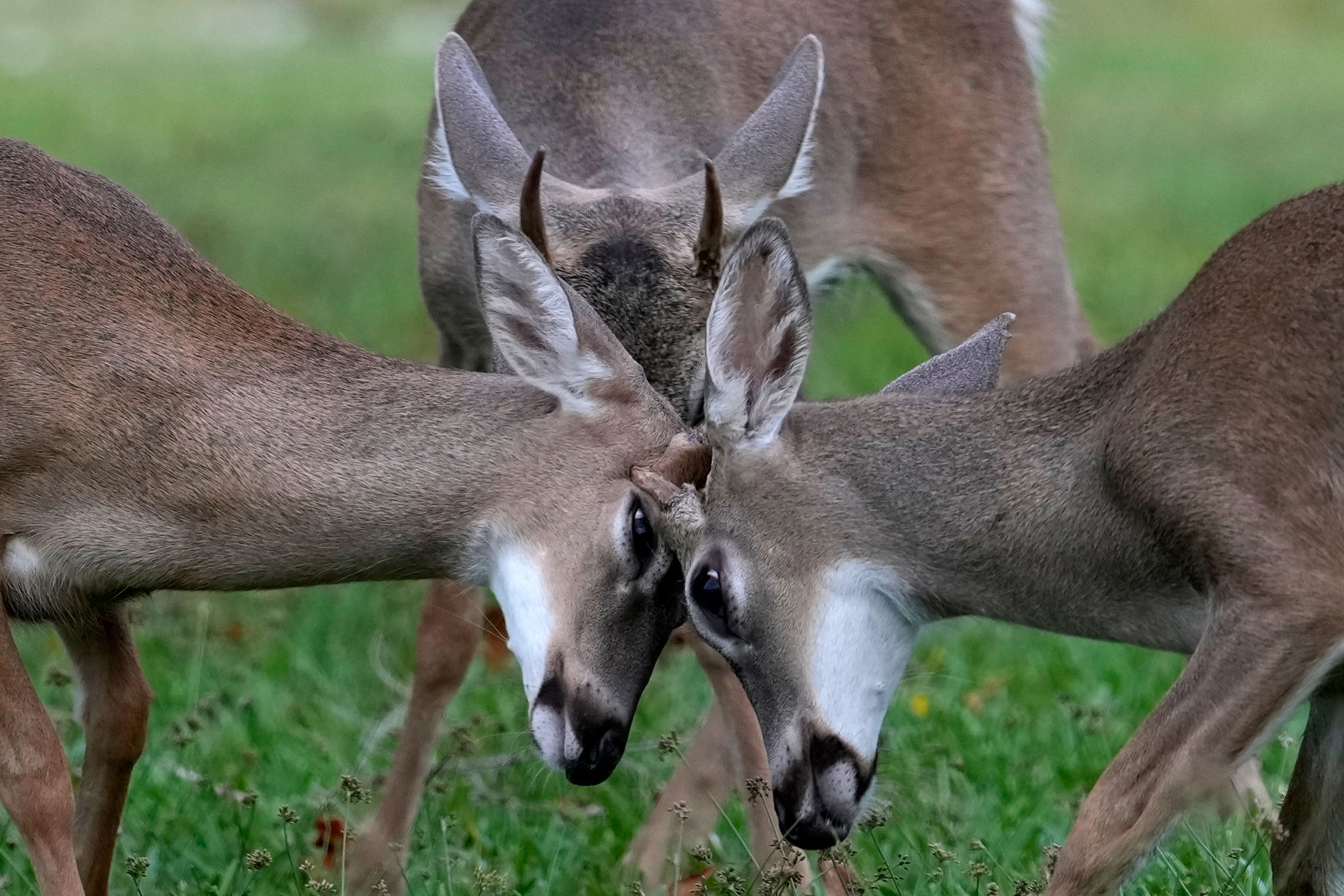 Key Deer, the smallest subspecies of the white-tailed deer that have thrived in the piney and marshy wetlands of the Florida Keys, interact as they walk through a residential neighborhood Thursday, Oct. 17, 2024, in Big Pine Key, Fla. (AP Photo/Lynne Sladky)