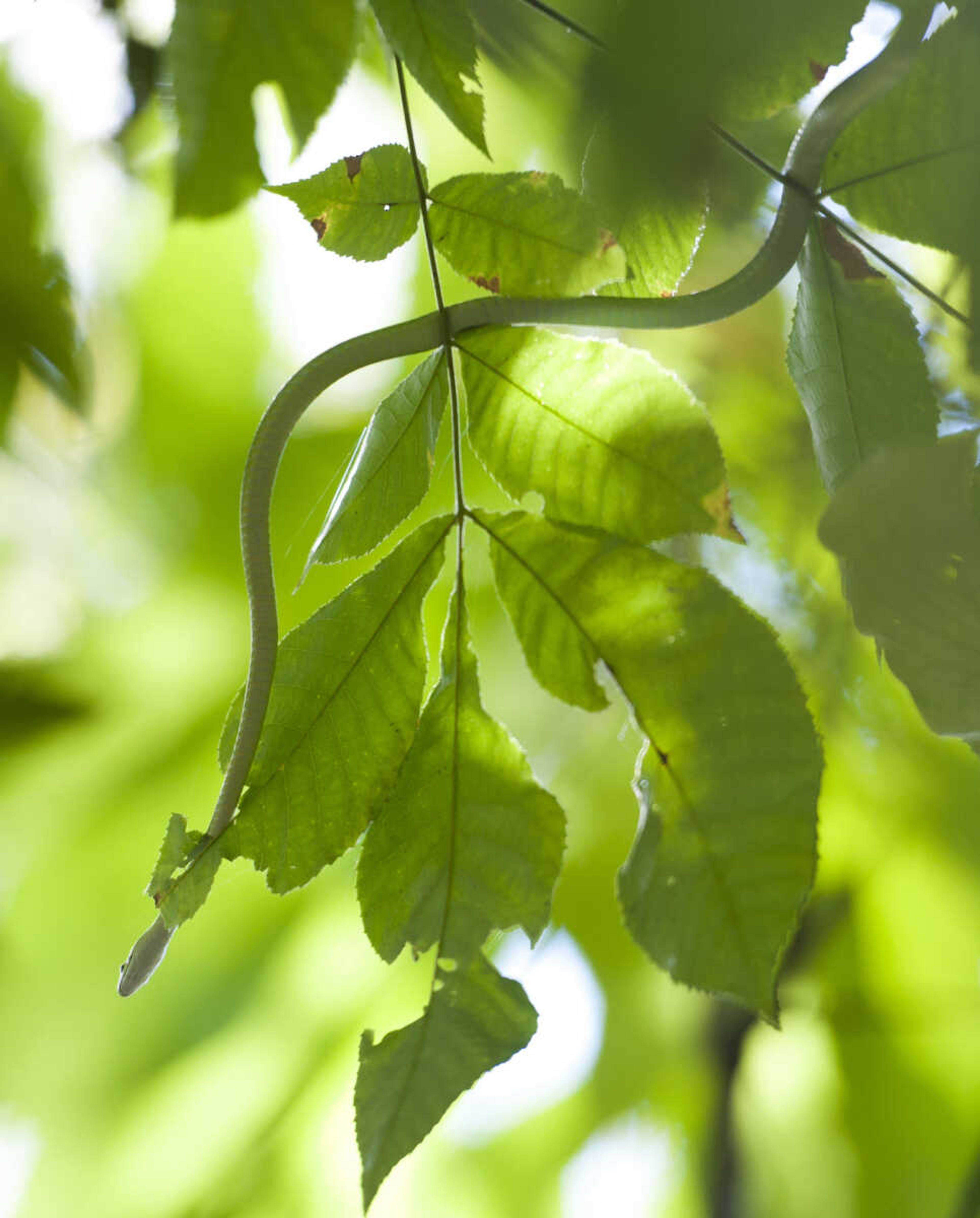 An eastern rough green snake slithers along a tree branch Saturday, Oct. 5, 2019, at Snake Road in Wolf Lake, Illinois.