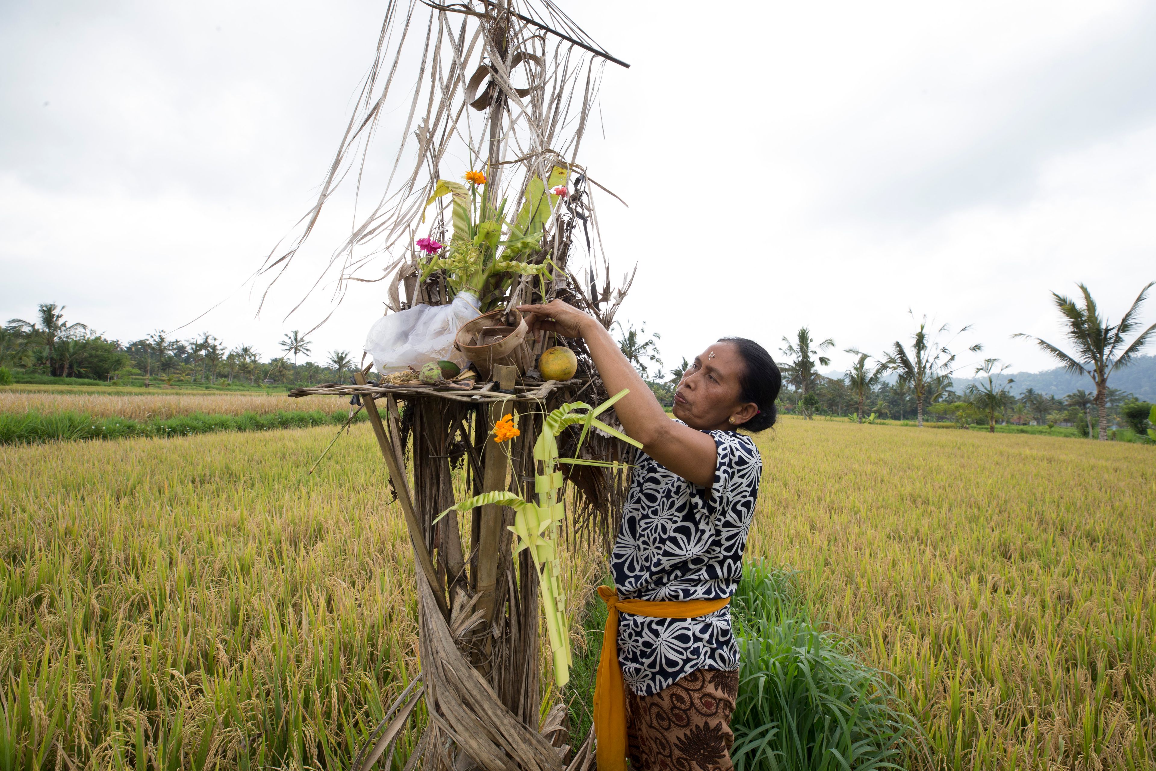 Ketut Sari gives an offering during Ngusaba Goreng, a thanksgiving festival for a rich harvest, at Geriana Kauh village, Karangasem, Bali, Indonesia, Thursday, Nov. 21, 2024. (AP Photo/Firdia Lisnawati)