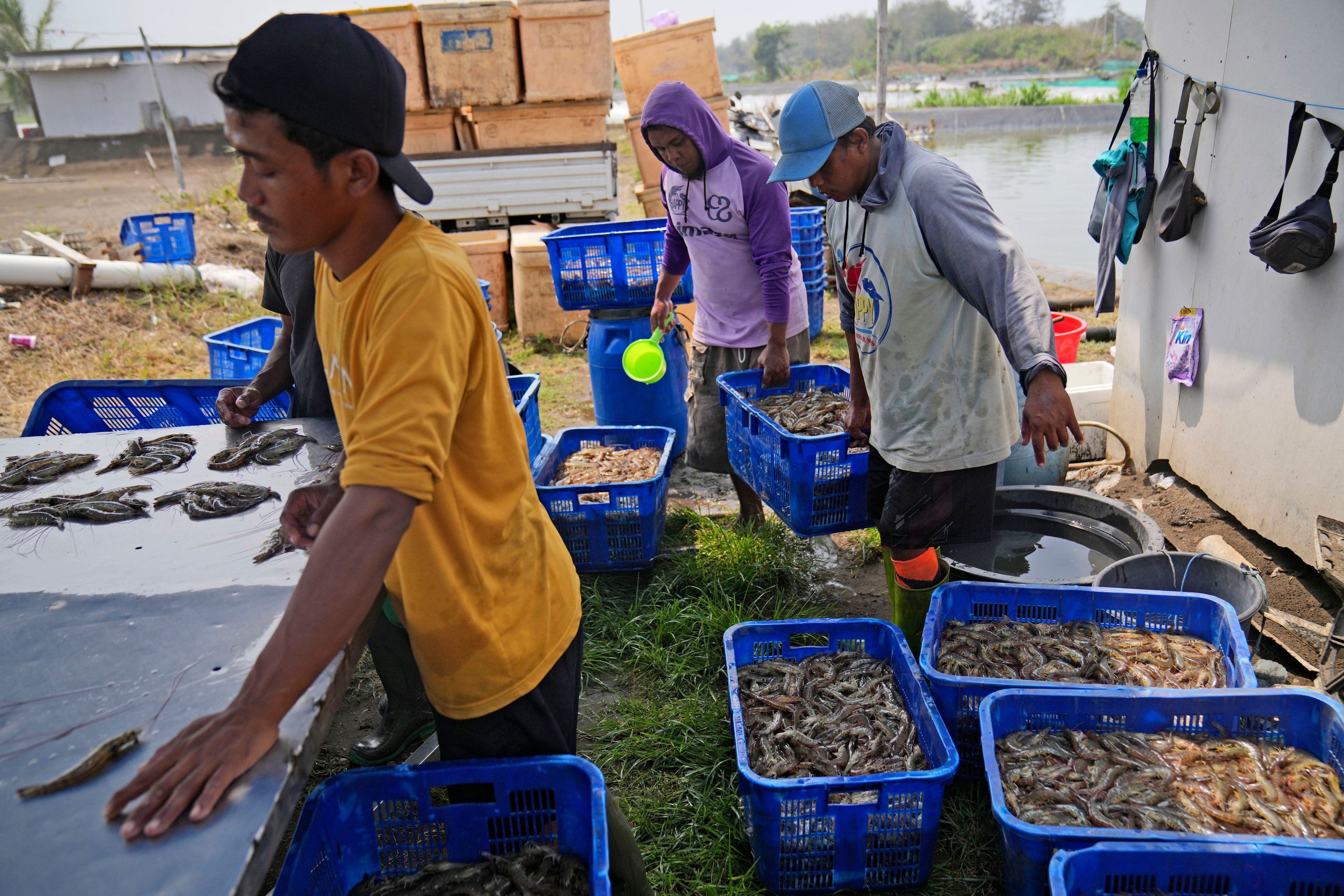 Workers sort shrimps at a farm in Kebumen, Centra Java, Indonesia, Tuesday, Sept. 24, 2024. (AP Photo/Dita Alangkara)