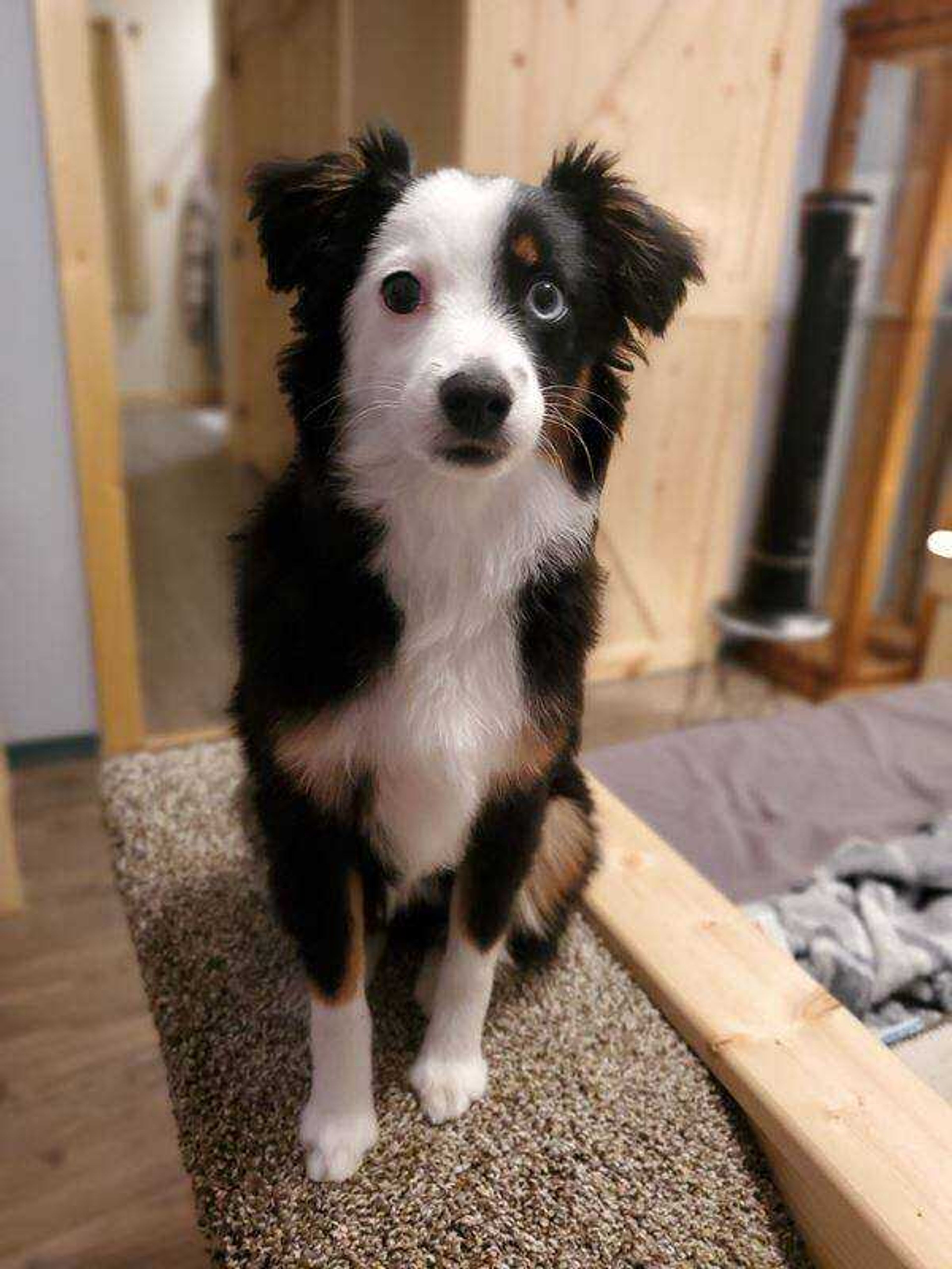 Anything for a treat - Ollie sitting pretty and at attention for his morning treat