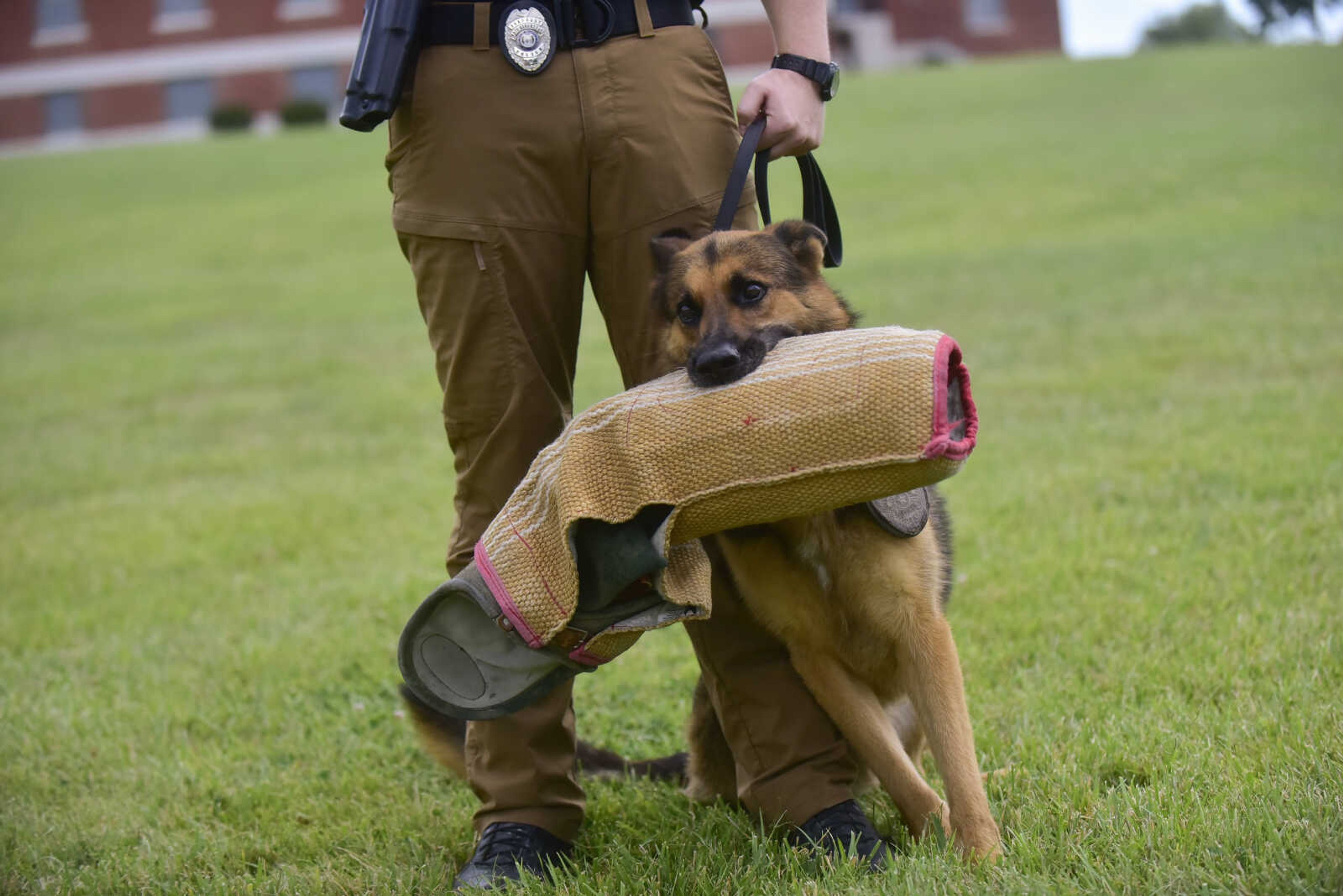 K-9 officer Schupo holds in his mouth a training sleeve after giving a demonstration outside of the Southeast Missouri State River Campus Monday, July 17, 2017 in Cape Girardeau.