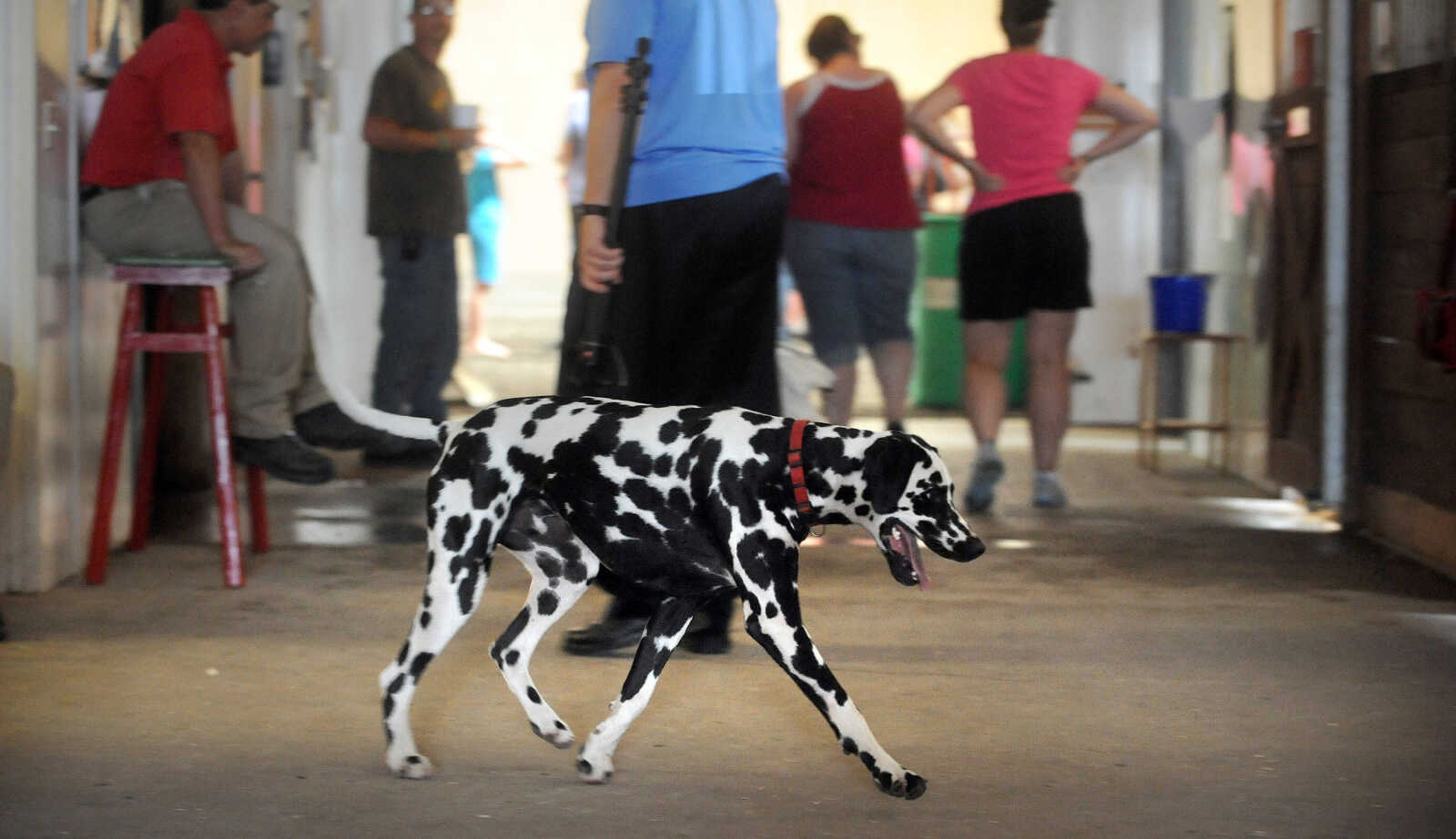 LAURA SIMON ~ lsimon@semissourian.com

Clyde the dalmation roams around The Hope Theraputic Horsemanship Center in Perryville, Missouri, Friday, June 20, 2014.