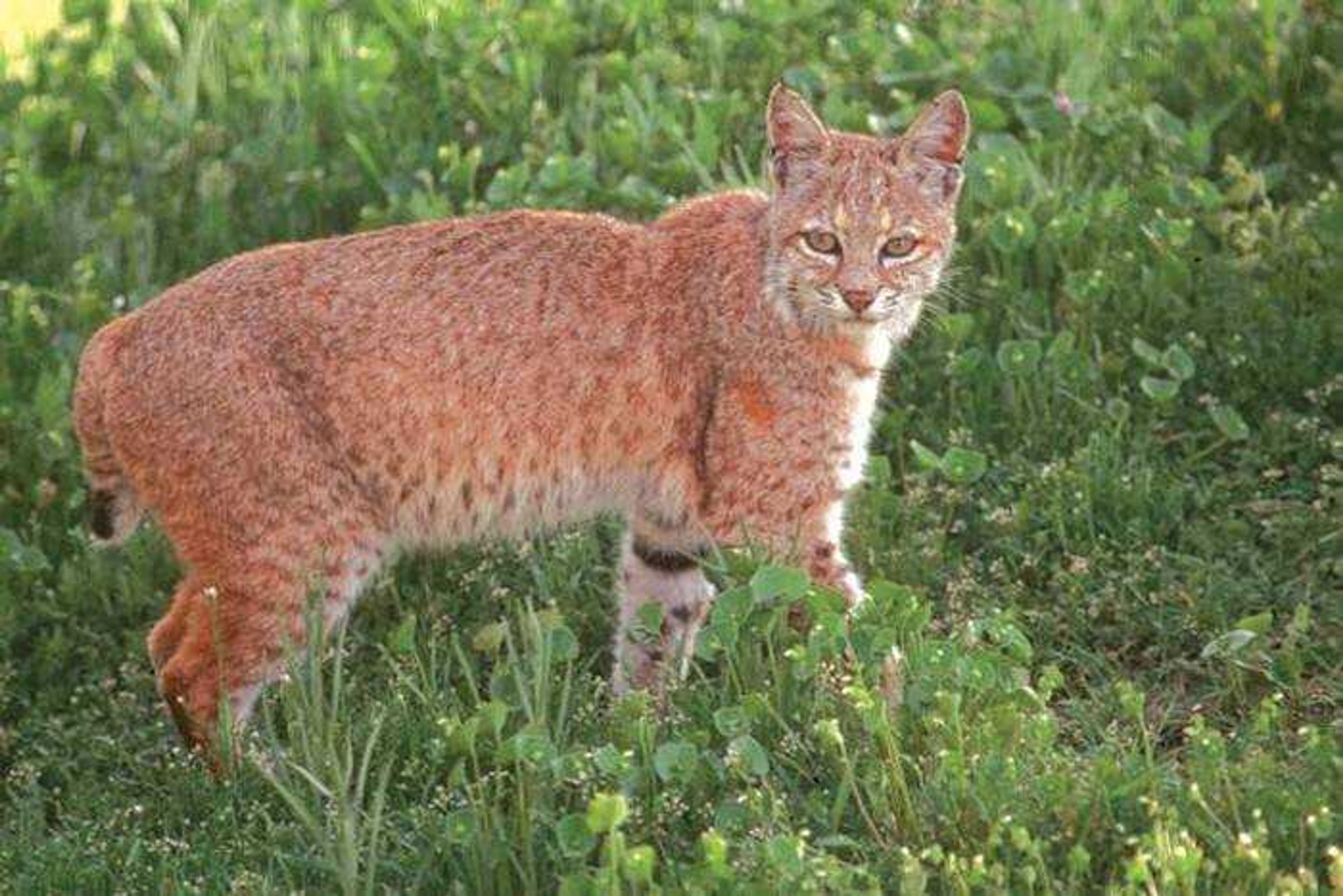 Missouri has about 15,000 bobcats, according to the Missouri Department of Conservation. Biologists say the bobcat population has been growing over the past 15 years. (Missouri Department of Conservation)