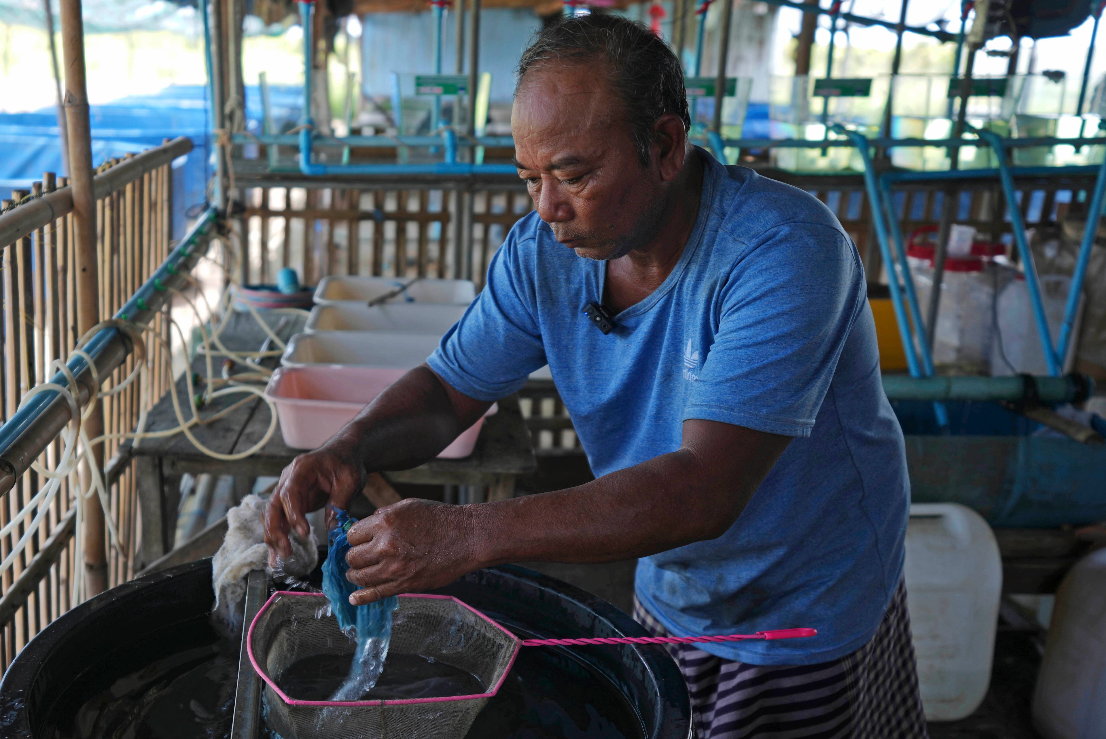 Eel farm owner Em Phat, 53, works in Tonle Sap complex, north of Phnom Penh Cambodia, Wednesday, July 31, 2024. (AP Photo/Heng Sinith)