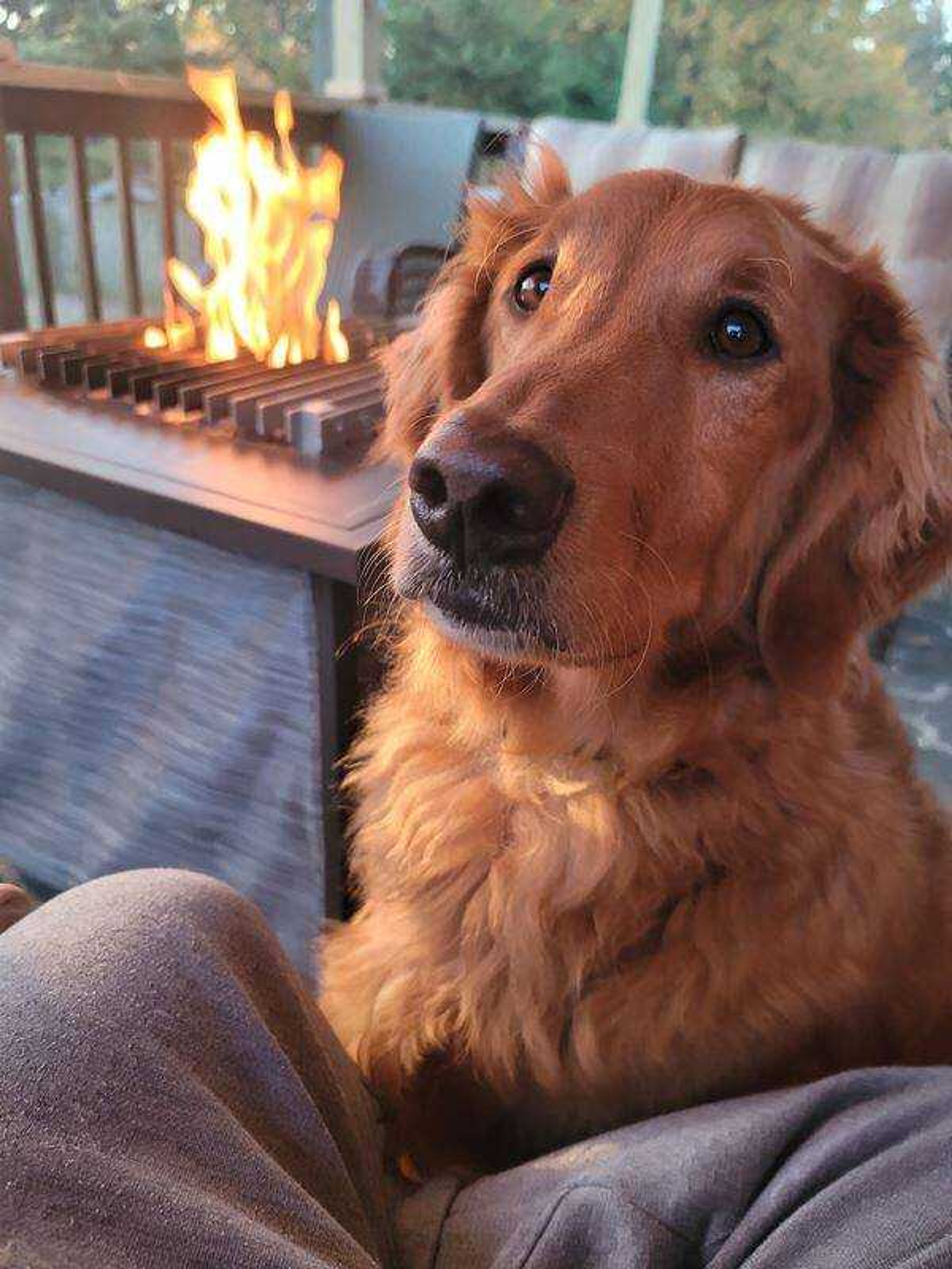 Charlie - Charlie is patiently waiting for his Dad to give him a treat!