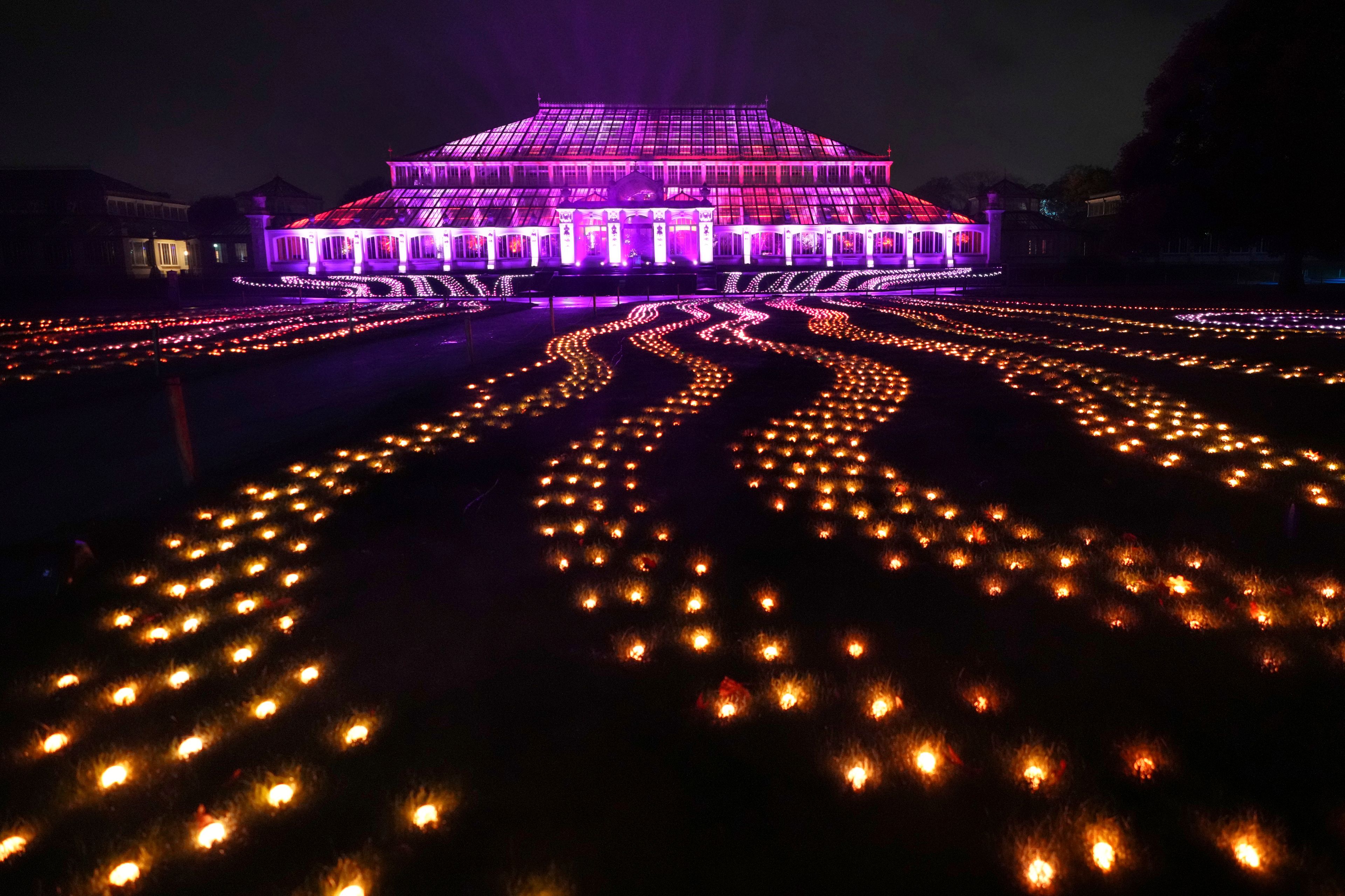 A light display seen towards the Temperate House at the Christmas light trail as it returns for its12th year with new installations set within the UNESCO World Heritage Site landscape of Kew Gardens in London, England, Tuesday, Nov. 12, 2024. (AP Photo/Kirsty Wigglesworth)