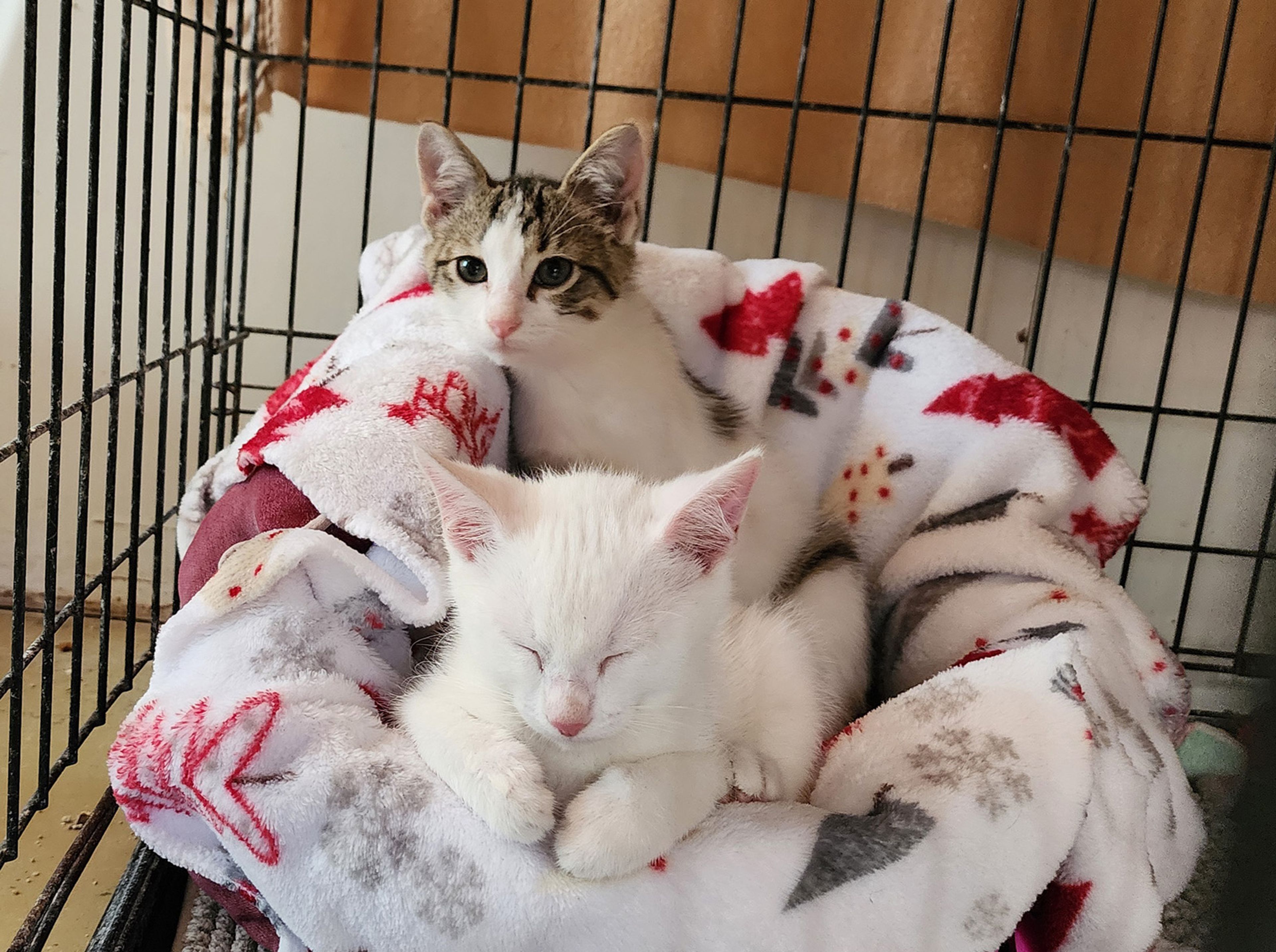 Salt, front, is a female and Pepper, back, is a male who are brother and sister and approximately 8 to 9 weeks old. If you have room in your heart and home for these kittens or any other pet, visit us at 359 Cree Lane near Jackson any weekday or weekend from 8 a.m. to noon. Visitors are always welcome to play with our pets.