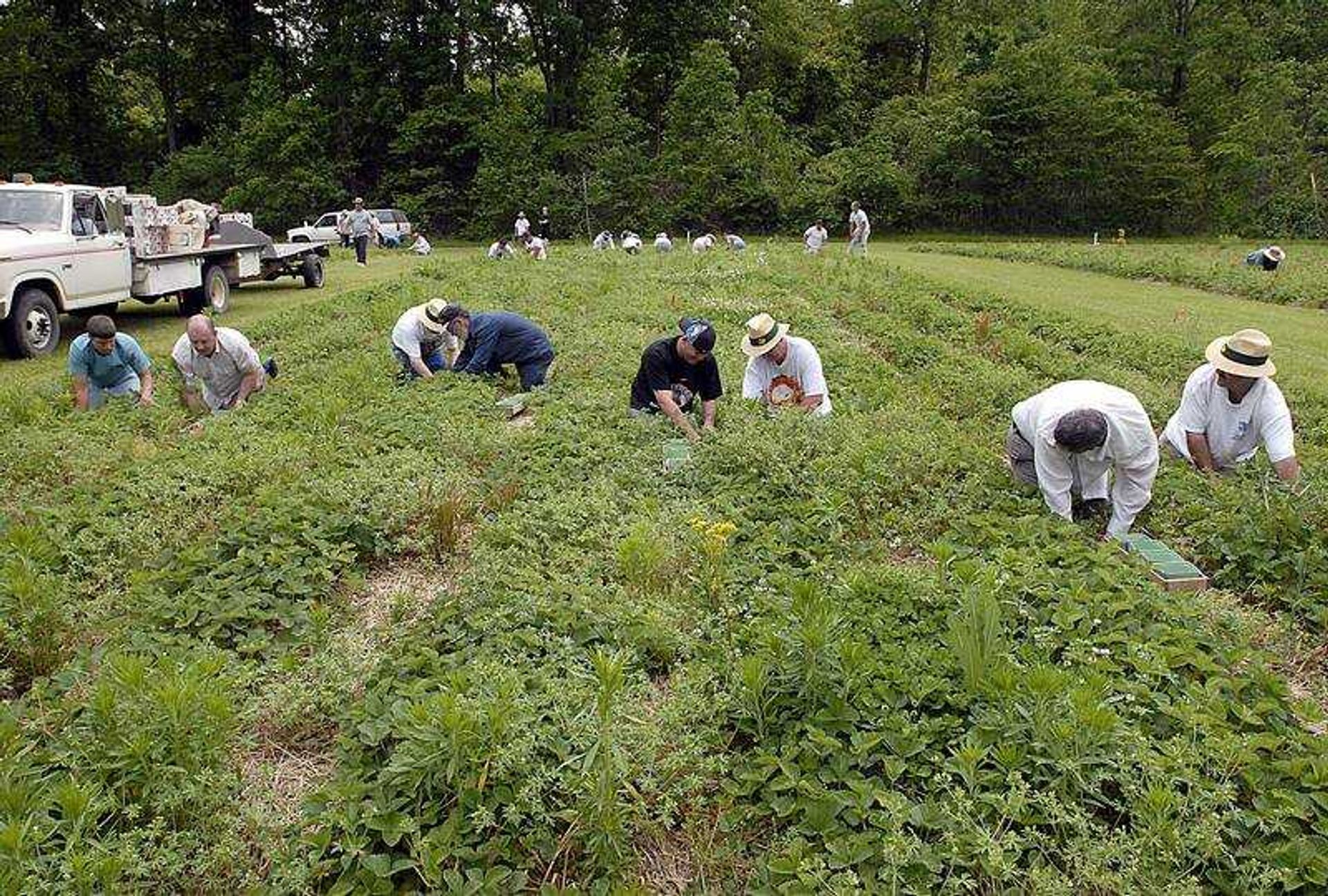 KIT DOYLE ~ kdoyle@semissourian.com
Teen Challenge students and staff picked strawberries Thursday north of Cape Girardeau. A late harvest has pushed back the annual Strawberry Festival one week.