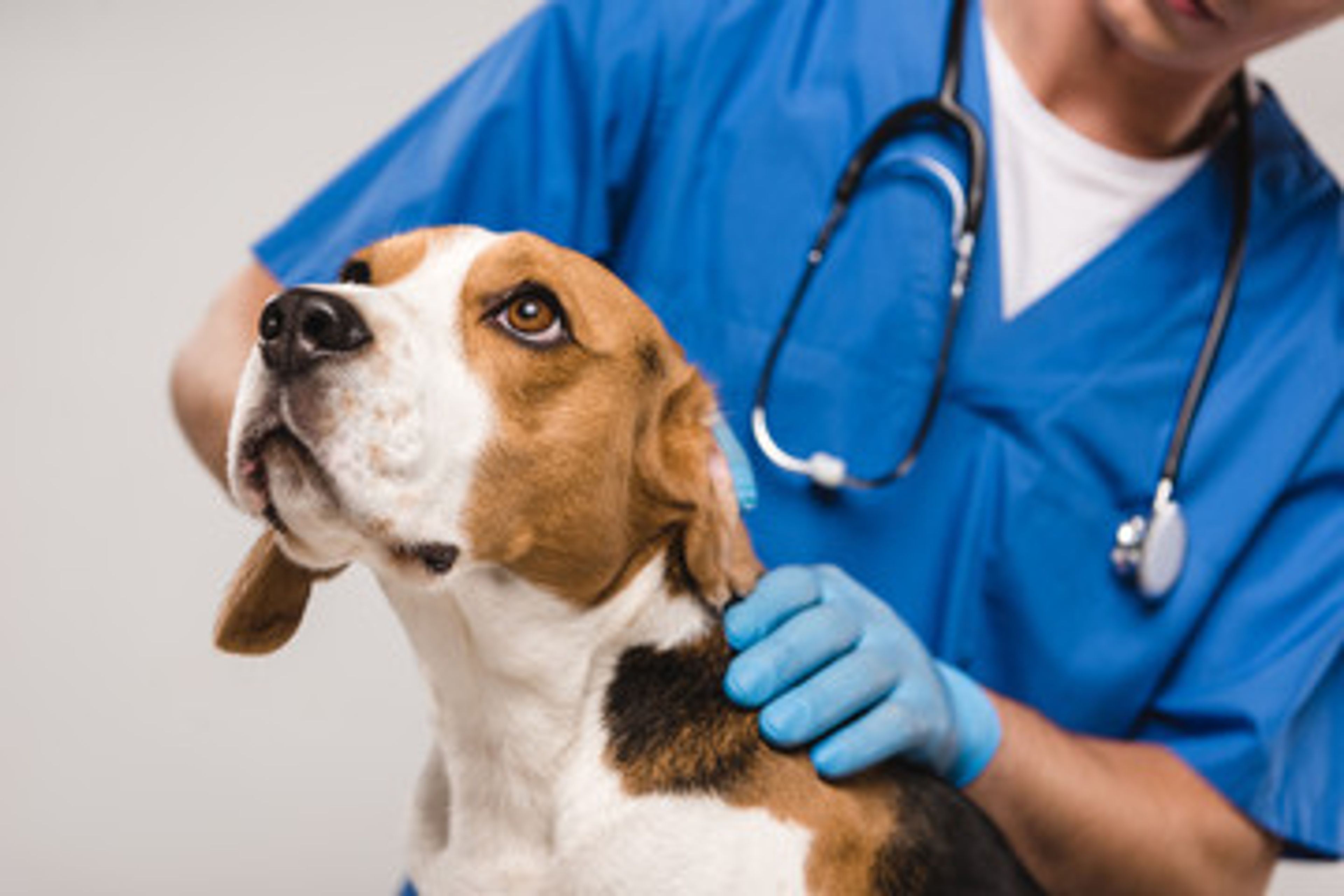 Treatment-resistant heartworms confirmed in area