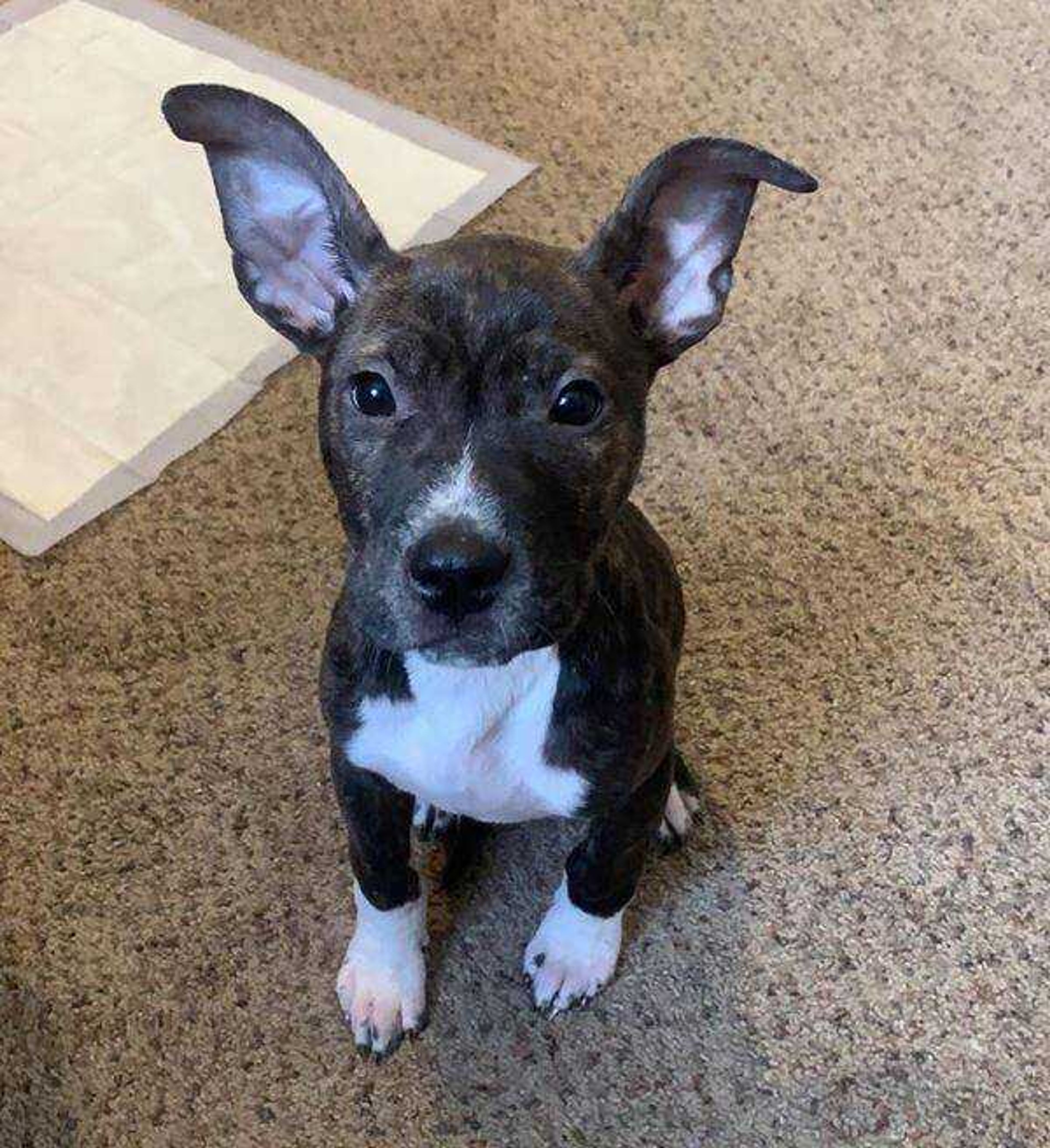 Ralphie - This is Ralphie, my sweet 2 month old Pitbull/Boxer mix with the cutest ears! He loves everyone he meets almost as much as he loves napping on their laps!