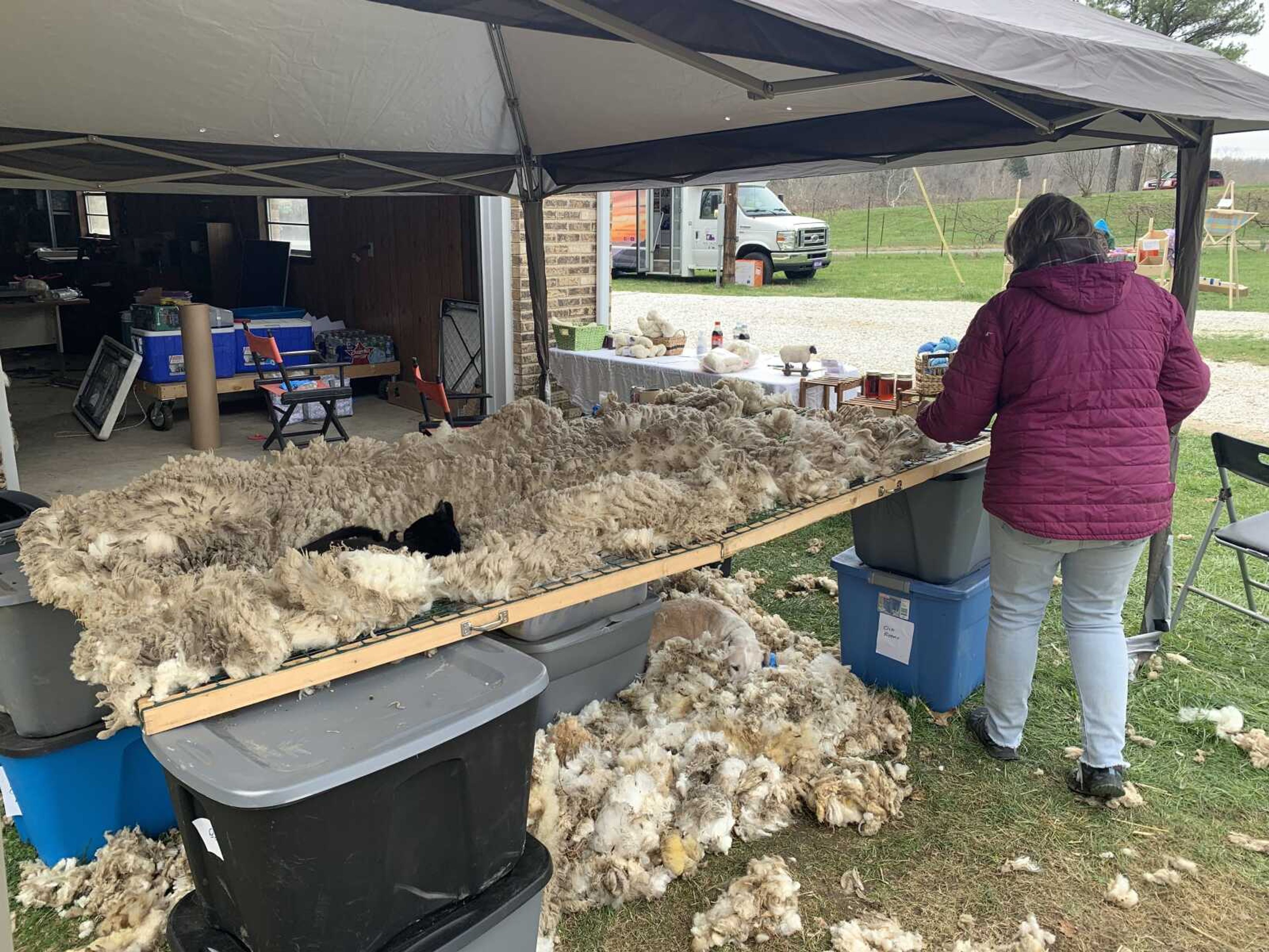 Terri Crowley skirts, or removes debris, from the wool sheared from sheep from Saturday. A sample from each sheep sheared is sent to Texas to be measured micron levels. A human hair is charted at 60 microns and anything below 22 microns is considered to be super fine.