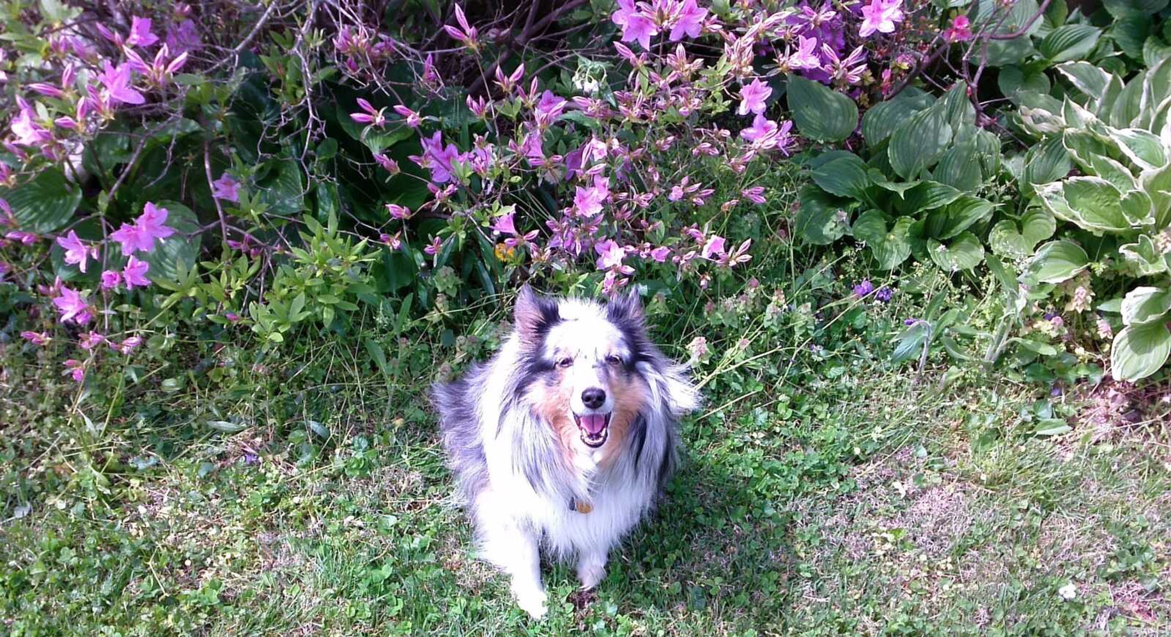 Holly with springtime azaleas