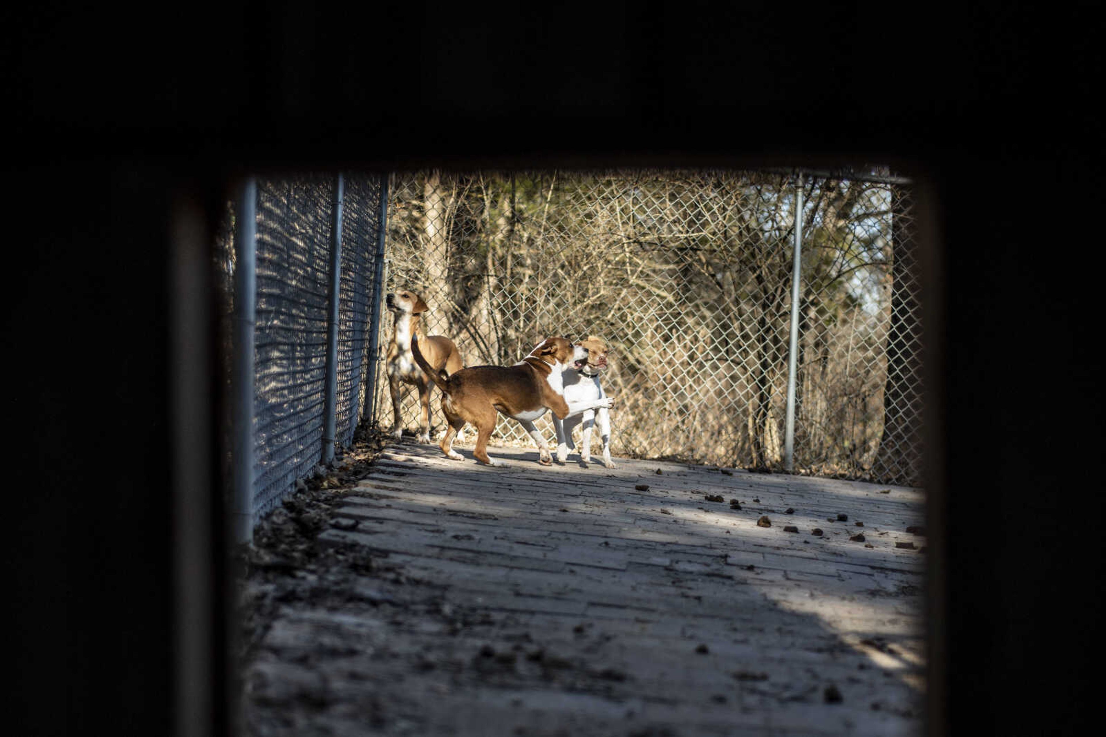 Dogs are seen playing in their outdoor pen at the Bollinger County Stray Project Wednesday, Jan. 9, 2019, in Zalma.