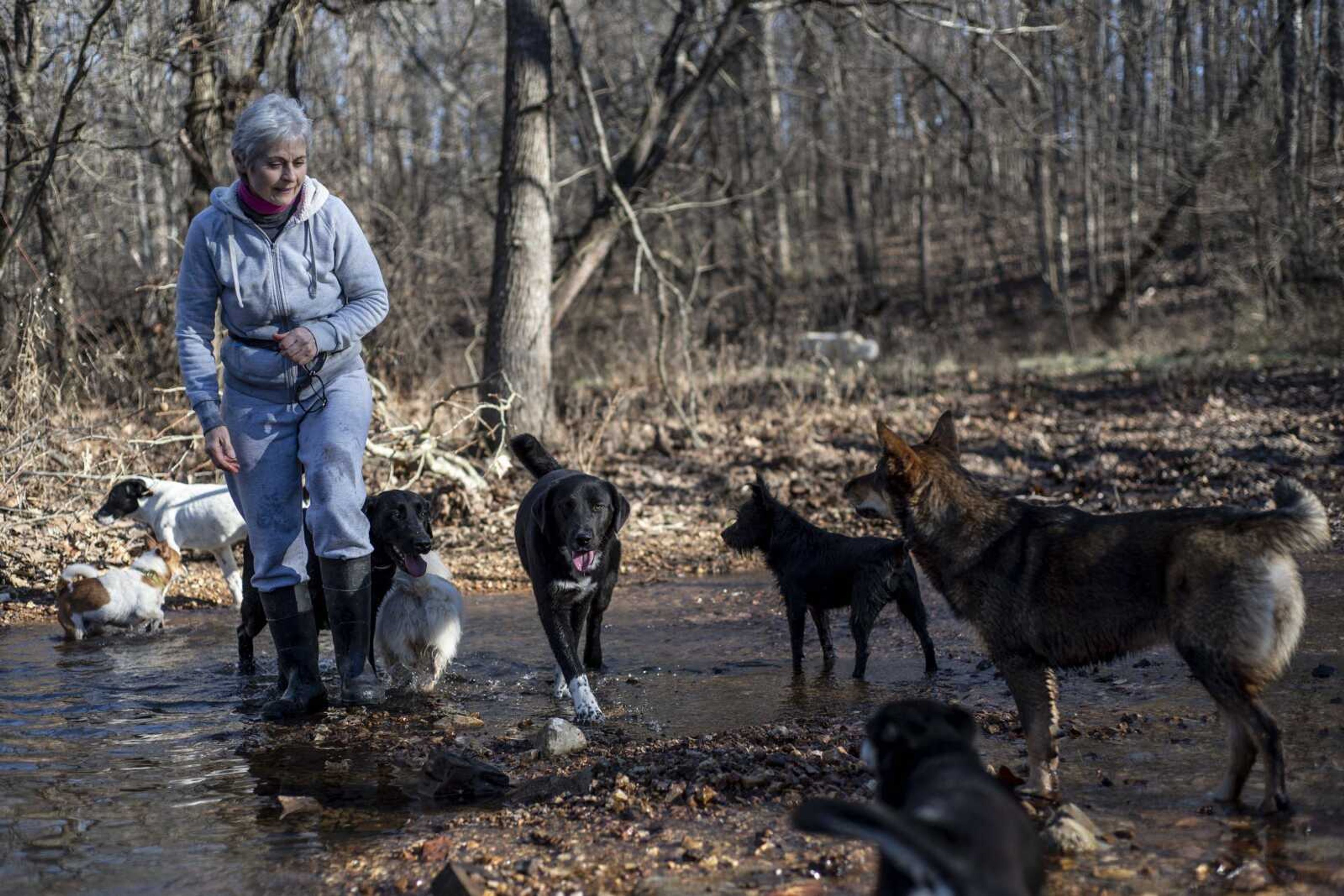 Marilyn Neville walks through a creek with her rescue pups on the property of the Bollinger County Stray Project Wednesday, in Zalma, Missouri.