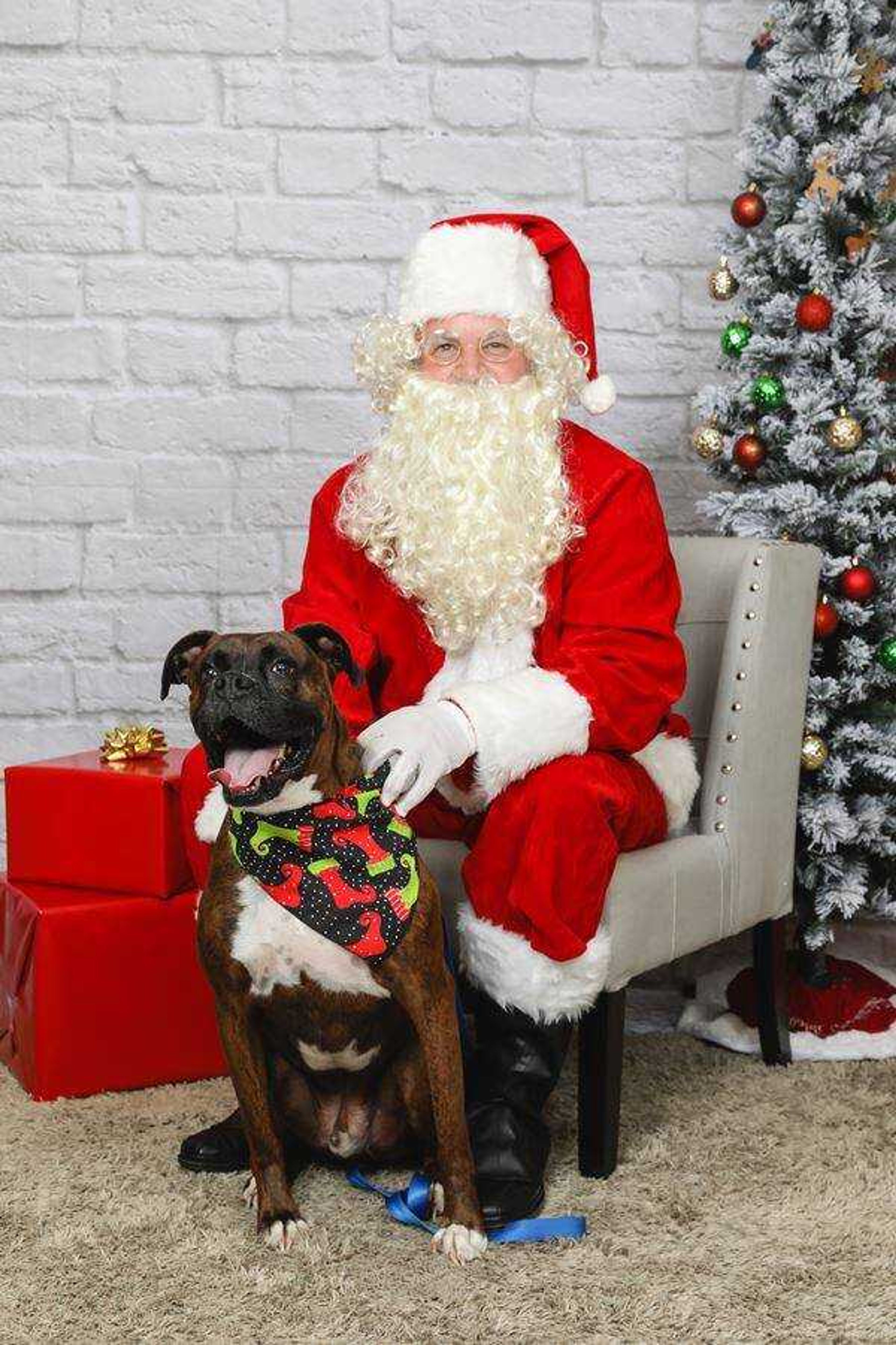 Bubba&nbsp; -&nbsp; I&nbsp;heart Santa Paws!