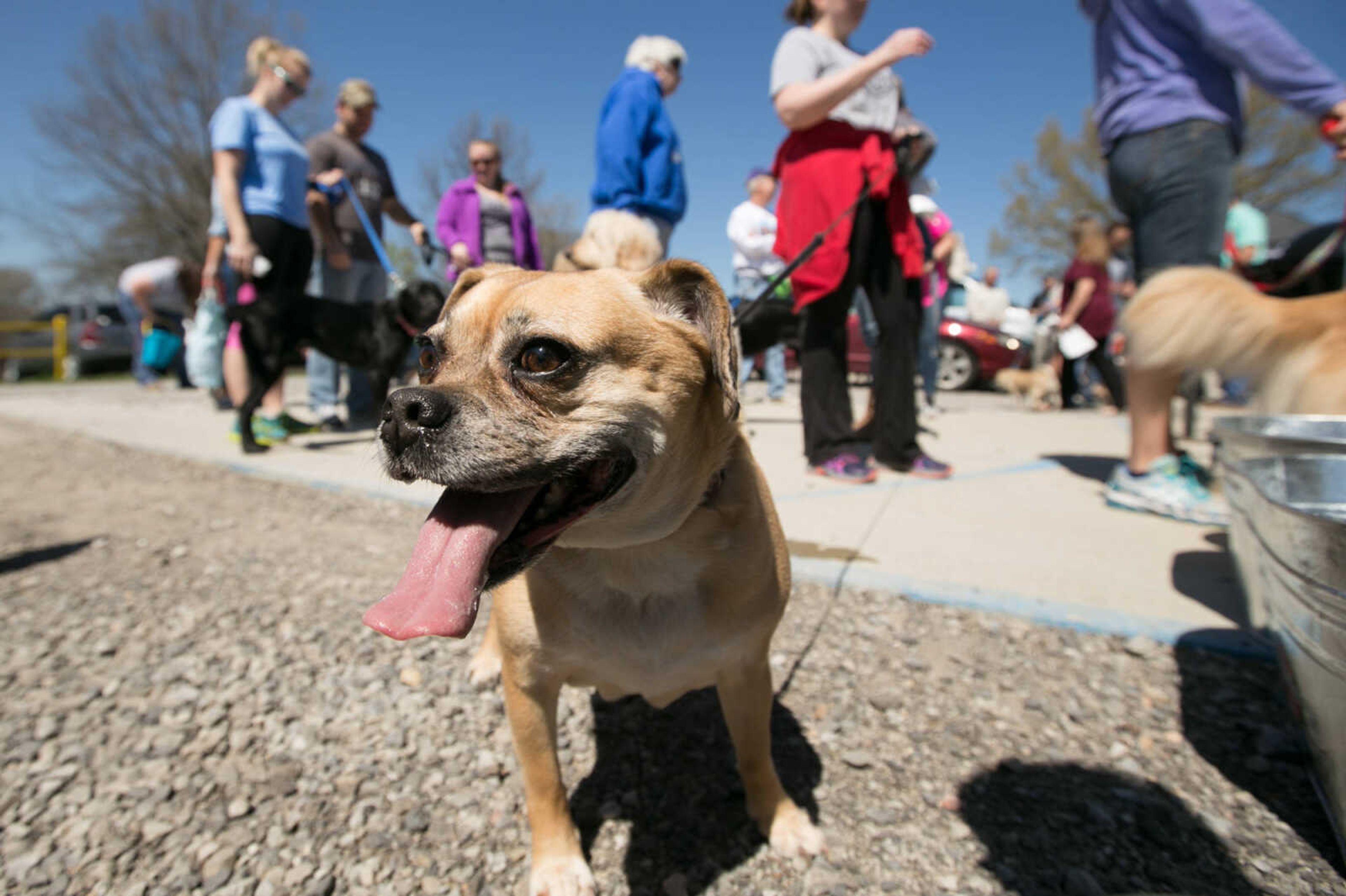 GLENN LANDBERG ~ glandberg@semissourian.com

Dogs and their owners take to Dog Town in Kiwanis Park, Saturday, March 26, 2016 for the Peeps for Paws dog Easter egg hunt.