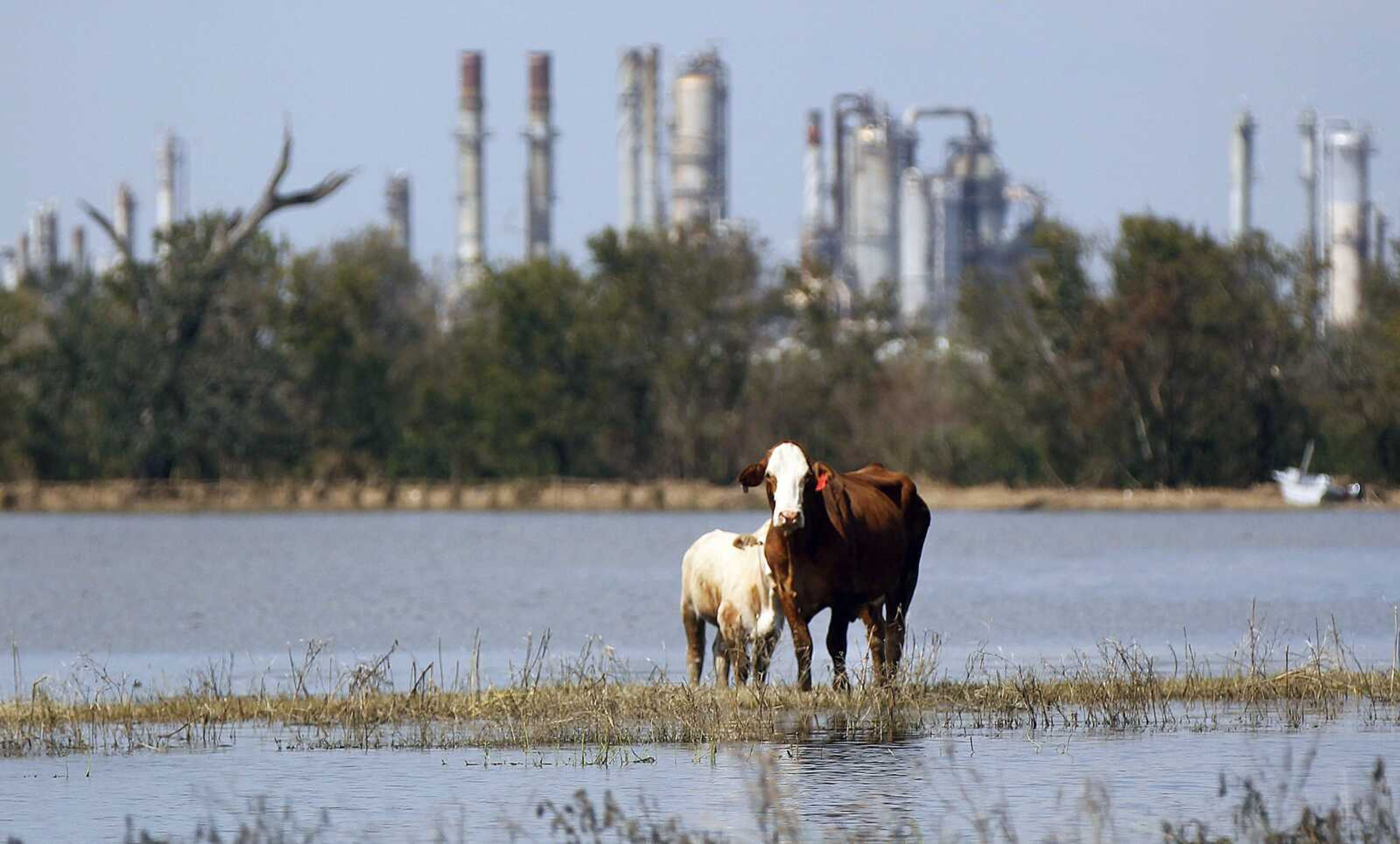 Cattle are stranded on a slim piece of dry land as floodwaters from Hurricane Isaac recede Sunday in Plaquemines Parish, La. The nation&#8217;s oil and gas hub is slowly coming back to life in the aftermath of Hurricane Isaac. (Gerald Herbert ~ Associated Press)