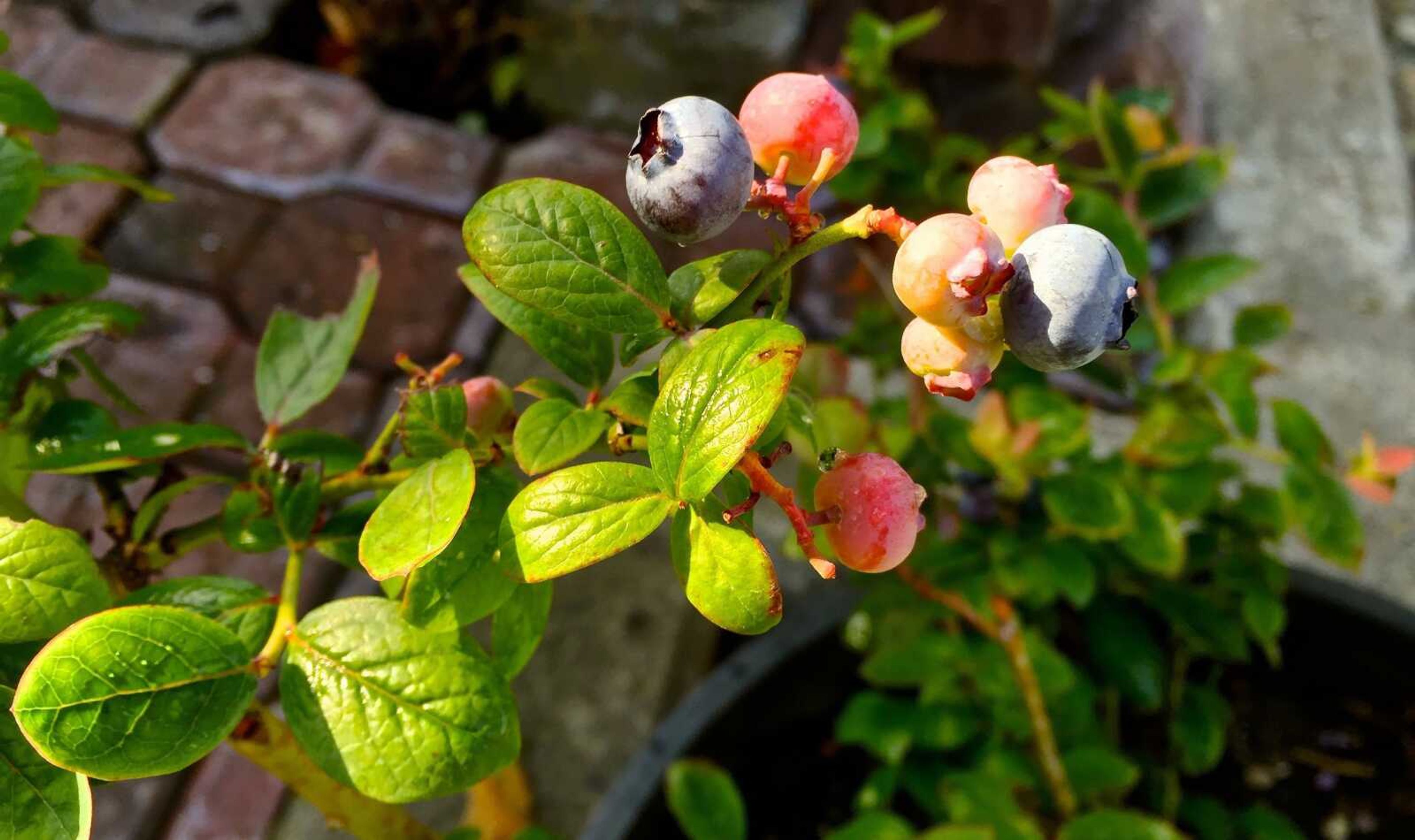 This July 31, 2016, shows blueberries growing in a pot on a patio garden near Langley, Washington. Urbanization is transforming landscape design with larger houses and smaller lots driving the development of scaled-down plants. Plant breeders are introducing everything from shrubs and trees to flowering perennials that remain compact when planted in the garden. They look great in containers, too.