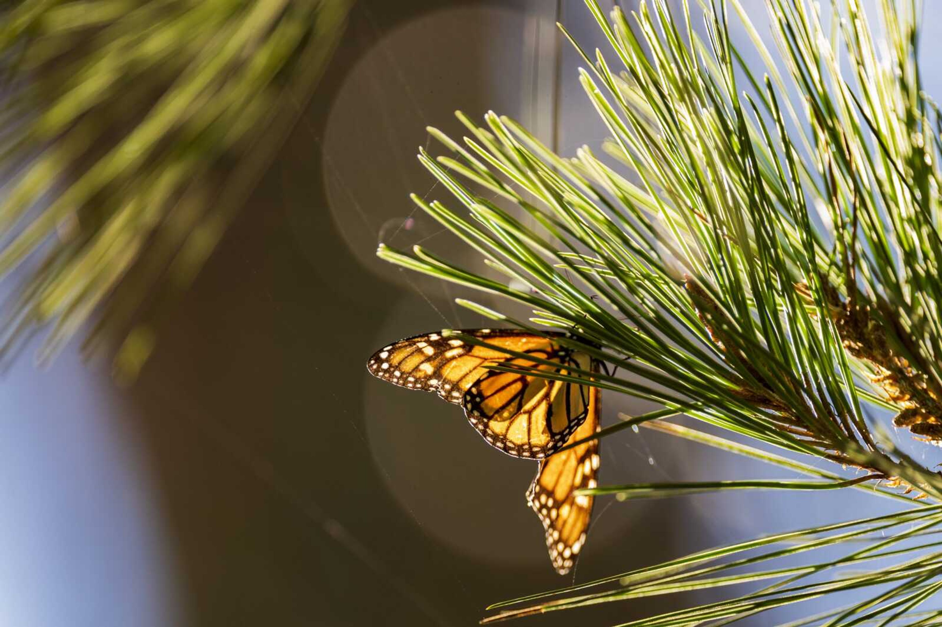 A butterfly is illuminated by the late-morning sun at Monarch Grove Sanctuary on Nov. 10 in Pacific Grove, California.