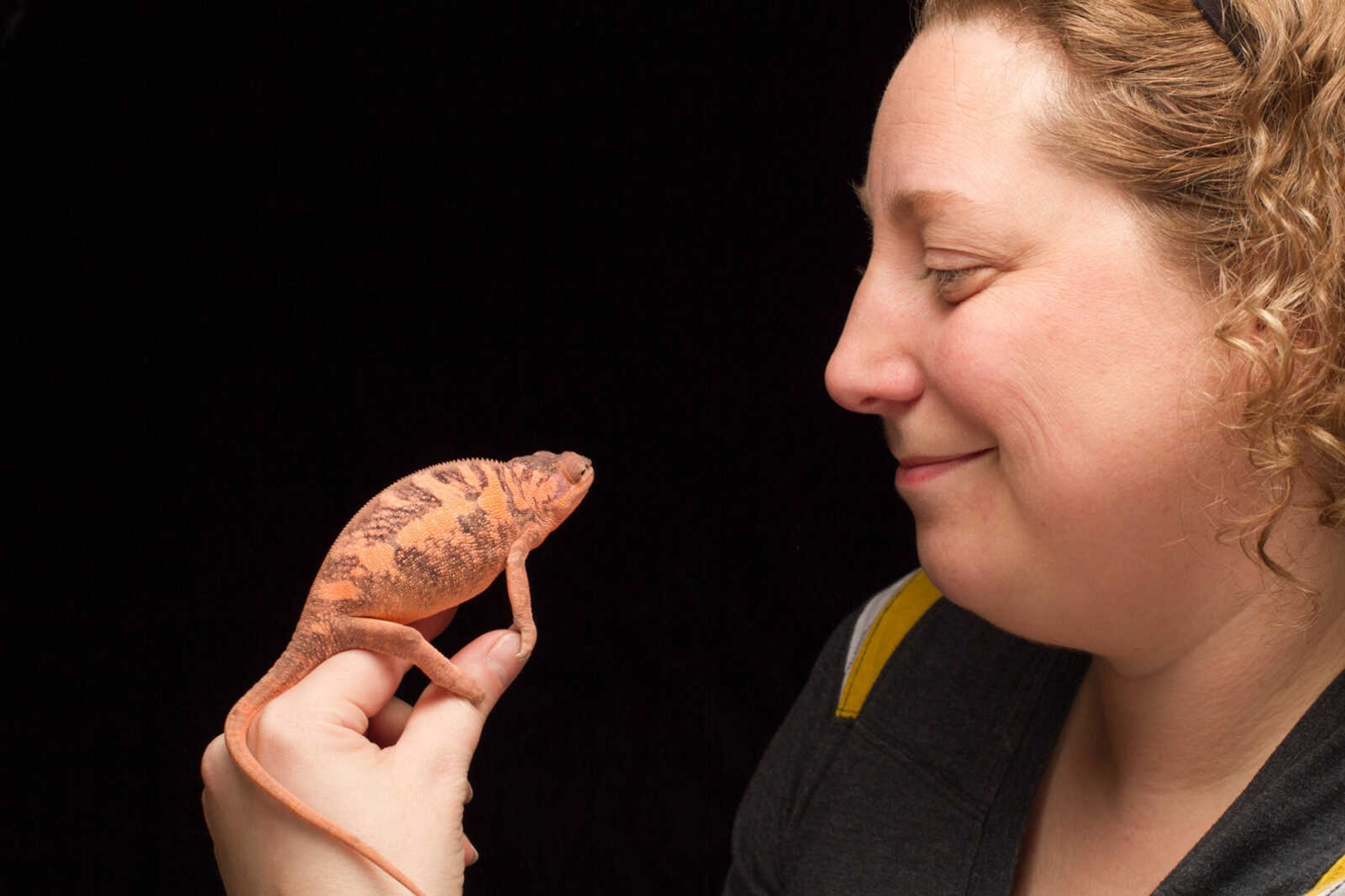 GLENN LANDBERG ~ glandberg@semissourian.com

Tara Reeves holds Grapefruit, a female panter chameleon Tuesday, Jan. 27, 2015.