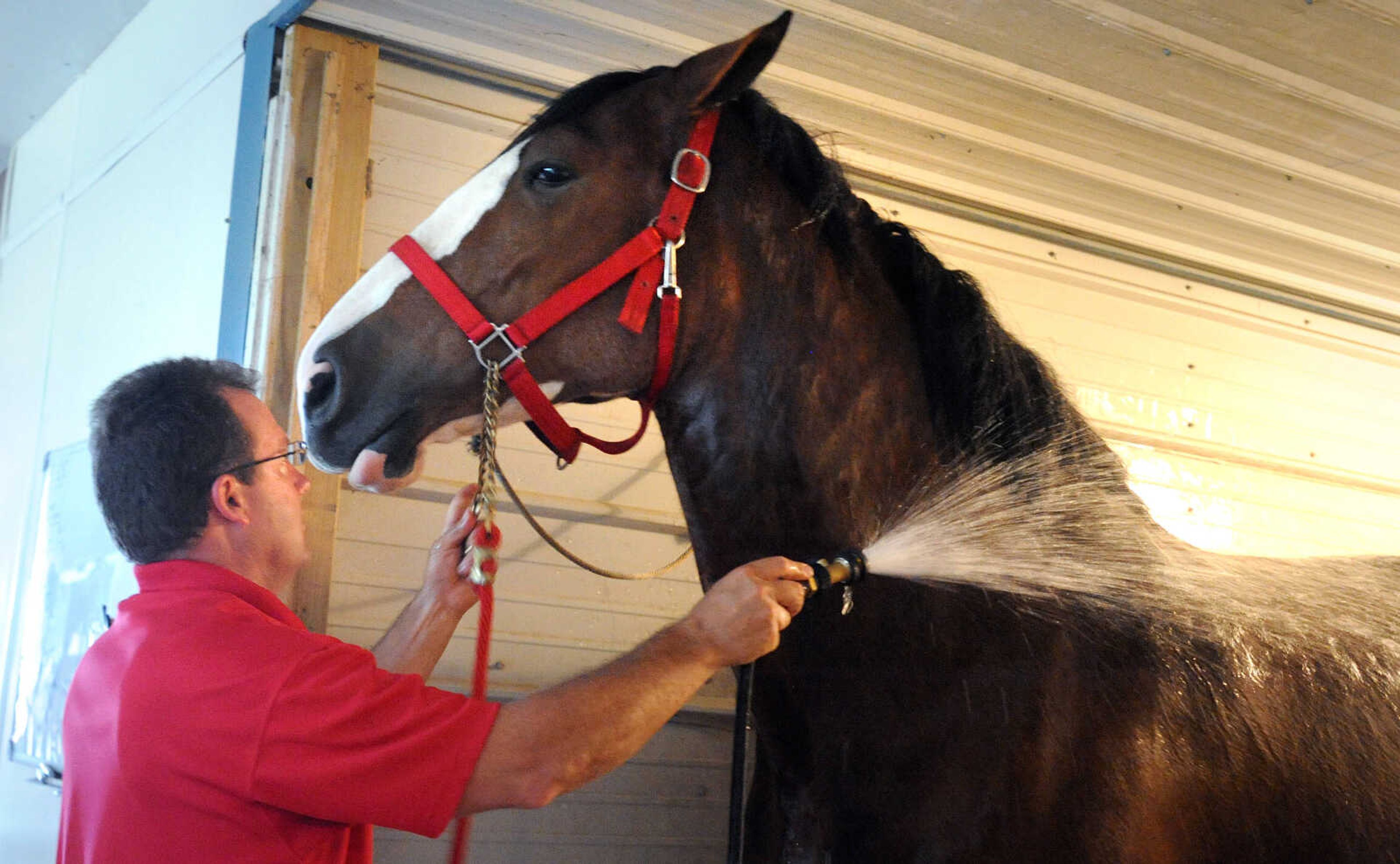 LAURA SIMON ~ lsimon@semissourian.com

The Budweiser Clydesdales get prepared for their demonstration at The Hope Theraputic Horsemanship Center in Perryville, Missouri, Friday, June 20, 2014.