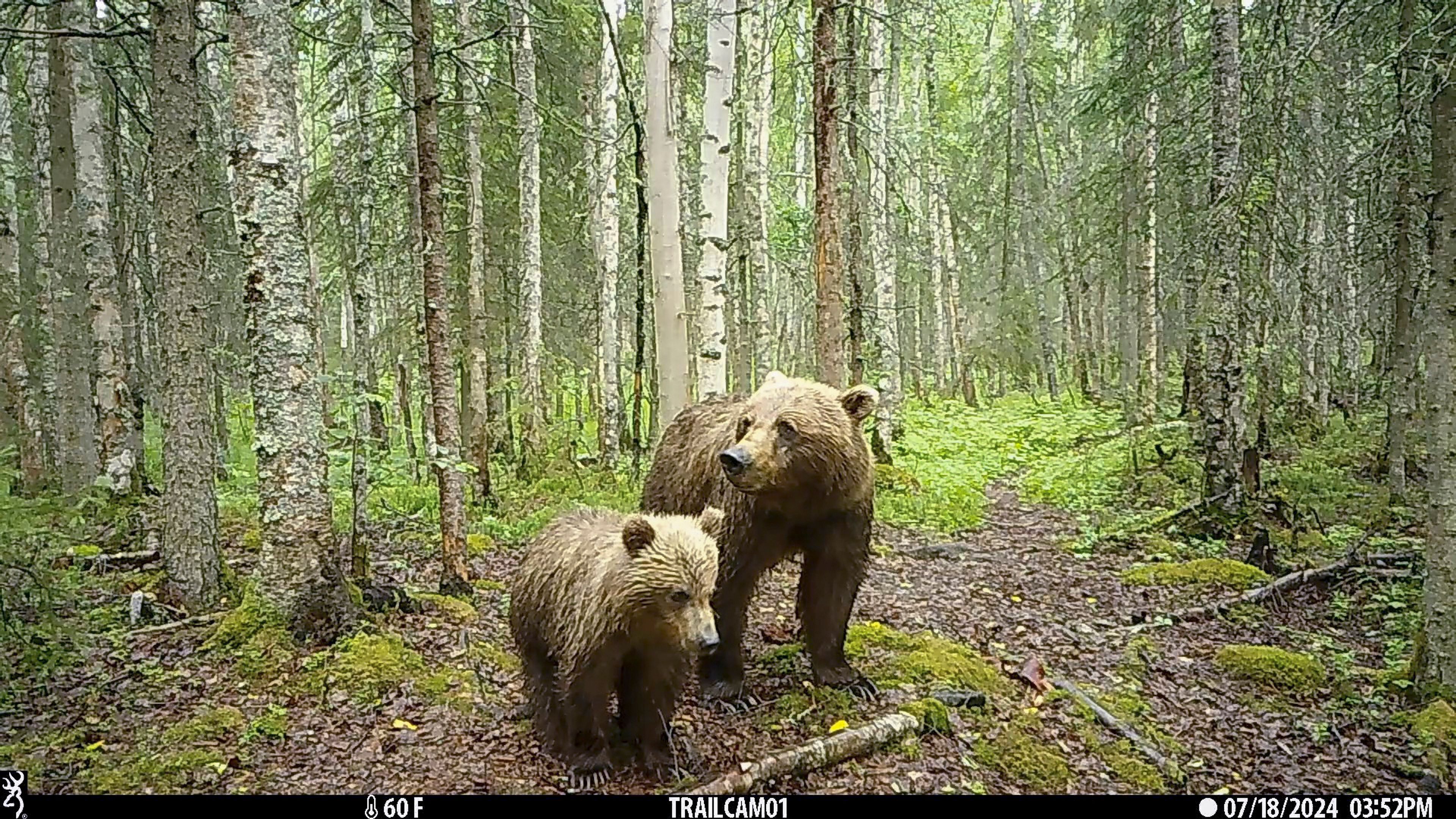 It's not just Fat Bear Week in Alaska. Trail cameras are also capturing wolves, moose and more