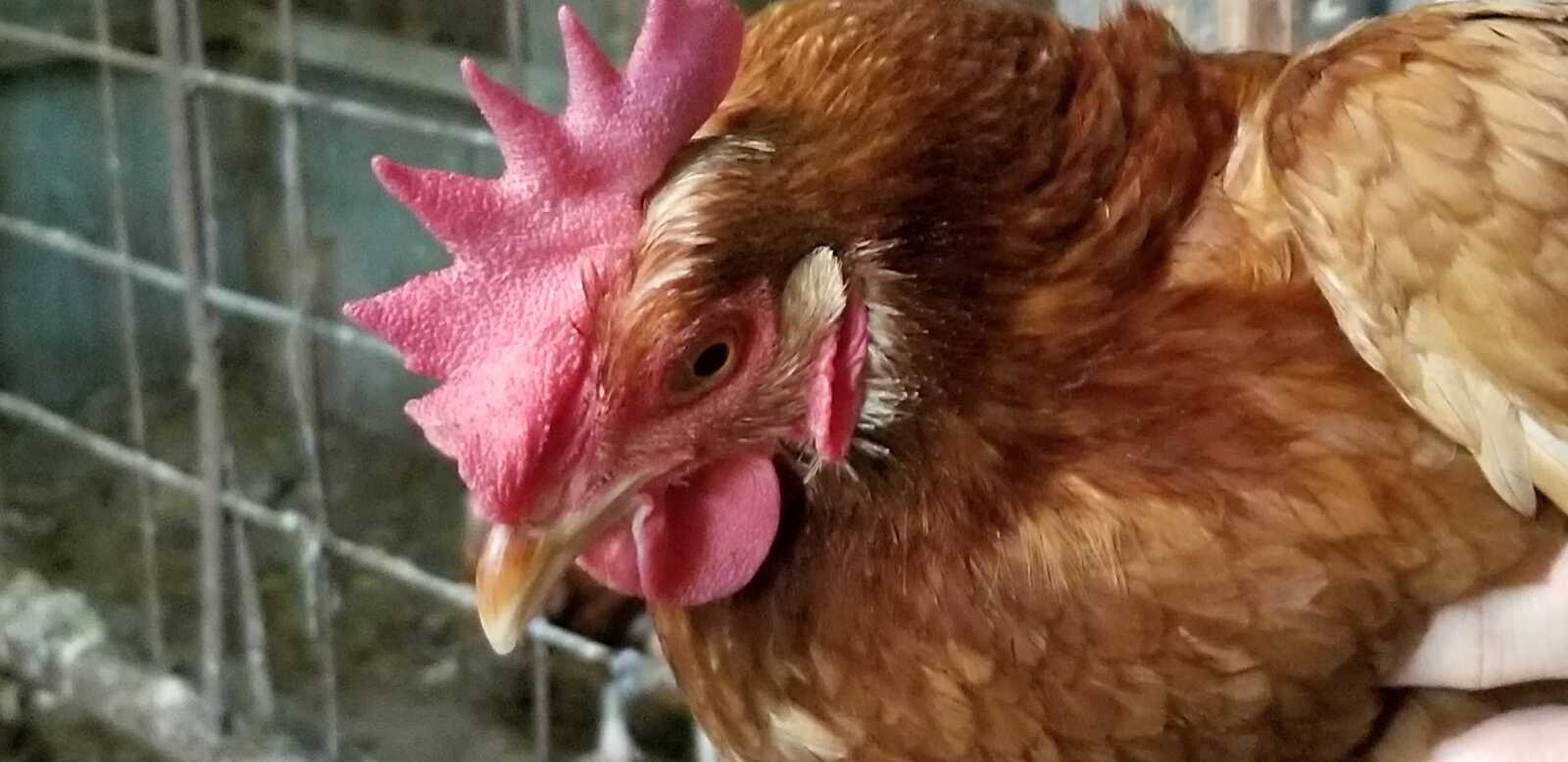 Asher Ahrens submitted this photo for the Poultry Photography Contest that was part of the State 4-H Poultry Judging Event.